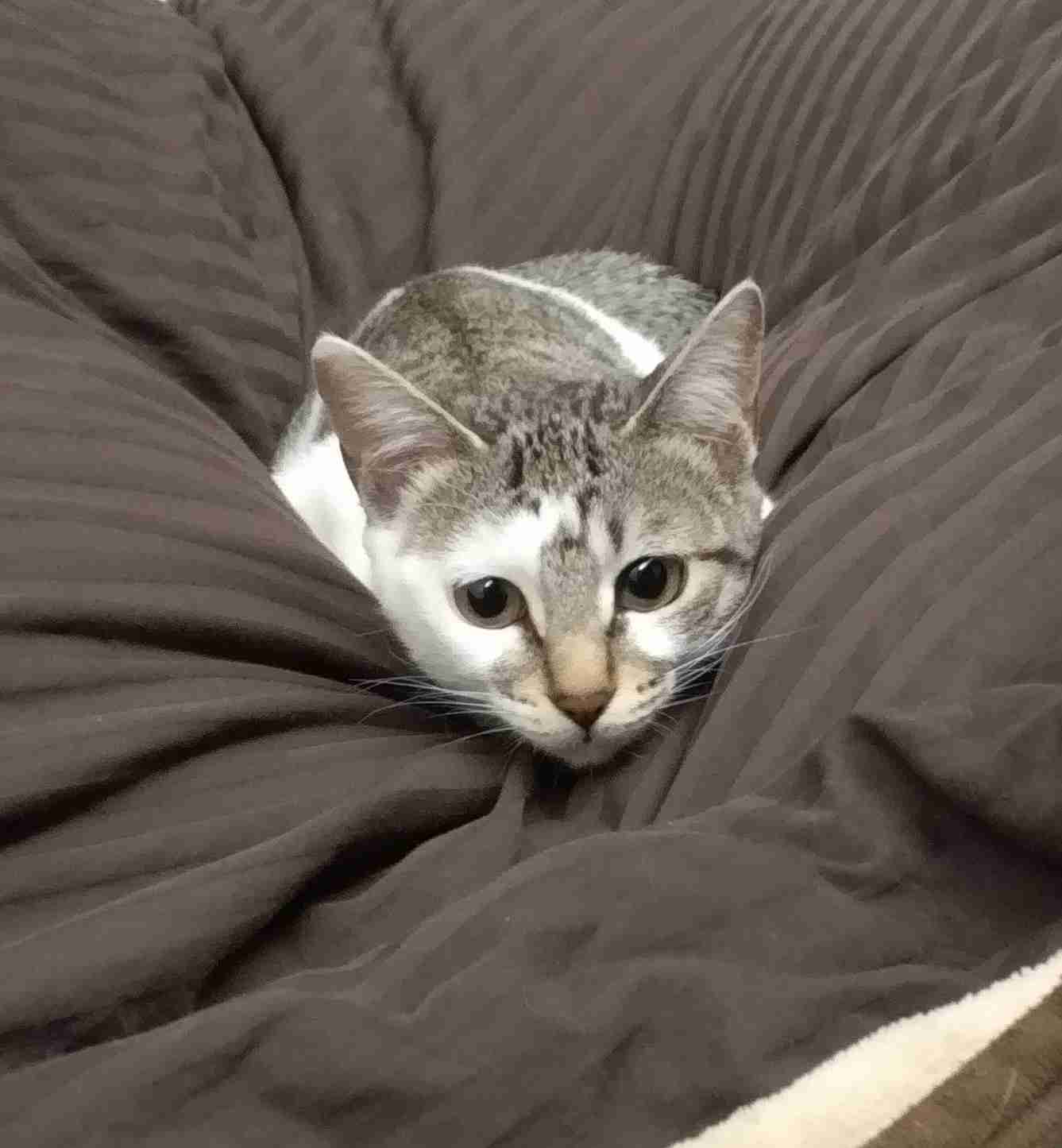 【身バレしない程度に】お宅の愛猫ちゃんを見せてください！part11 