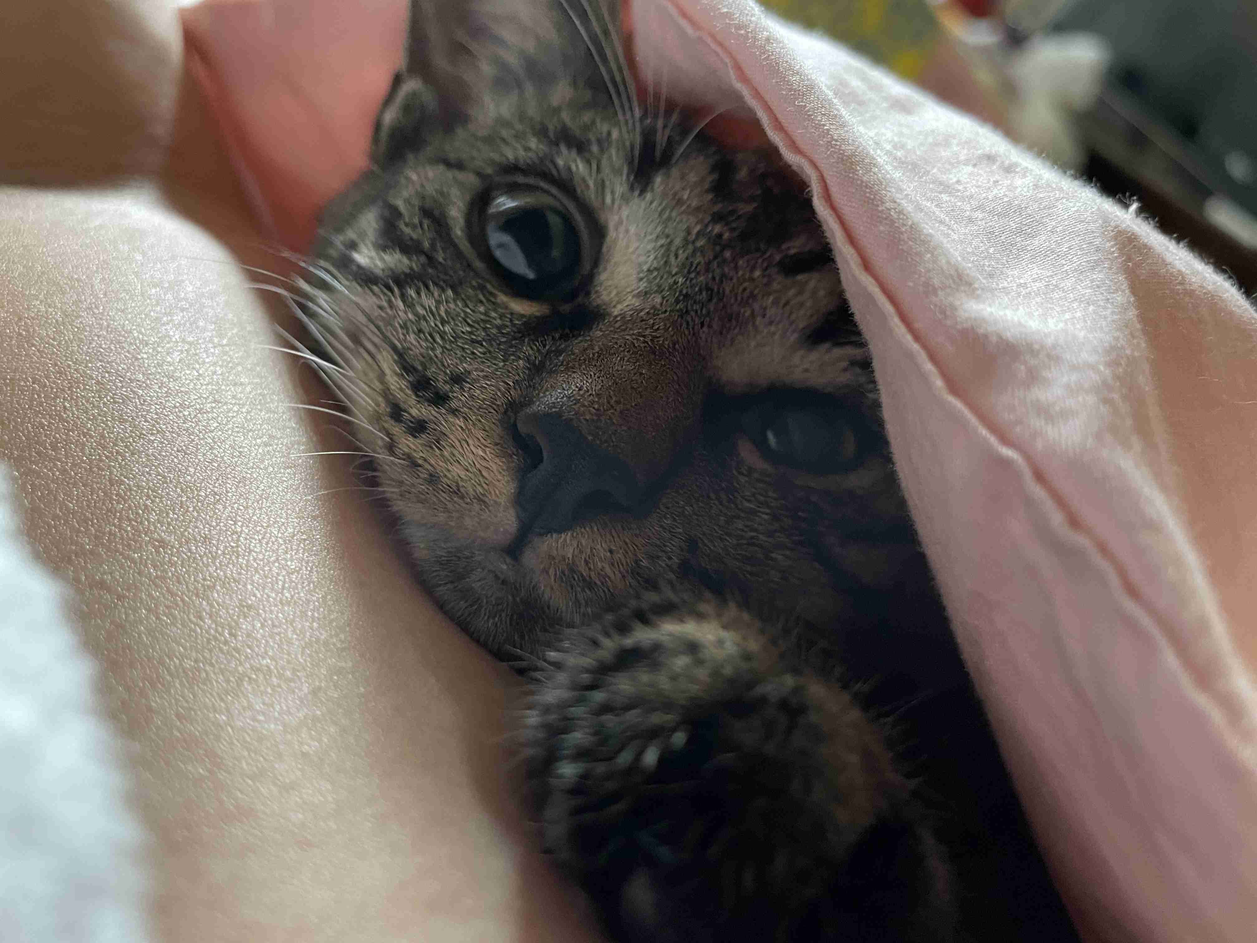 【身バレしない程度に】お宅の愛猫ちゃんを見せてください！part11 