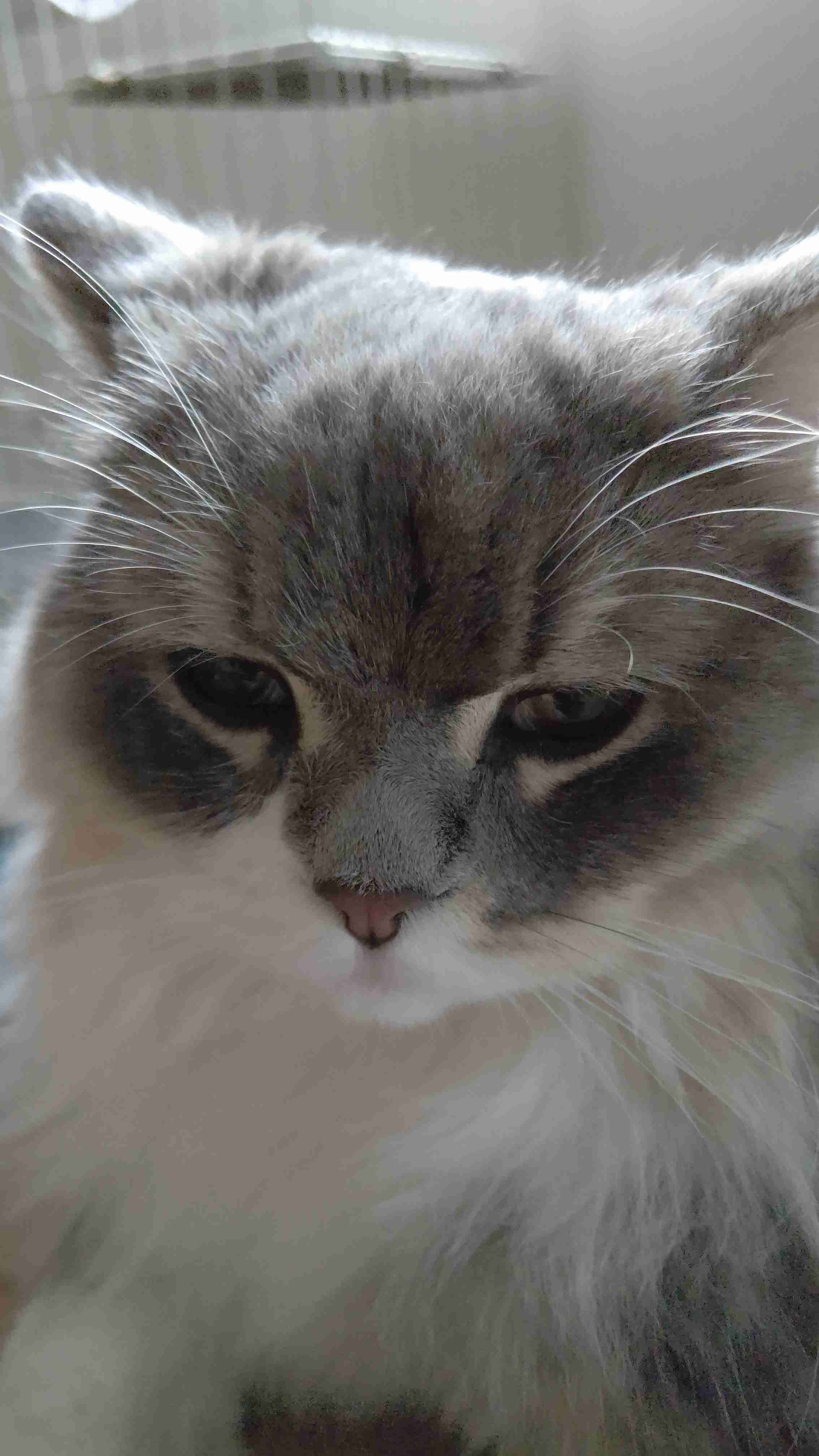 【身バレしない程度に】お宅の愛猫ちゃんを見せてください！part11 