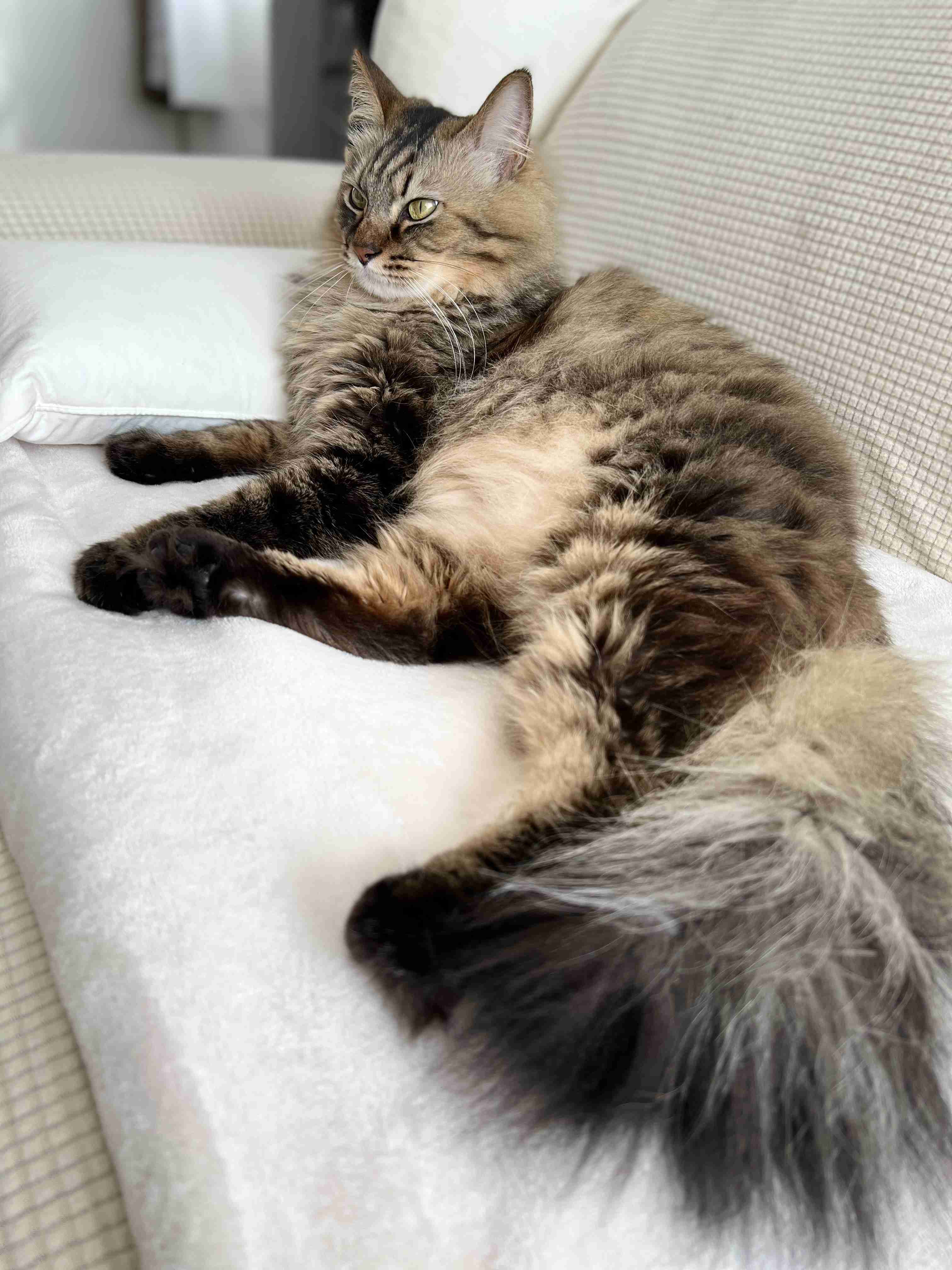 【身バレしない程度に】お宅の愛猫ちゃんを見せてください！part11 