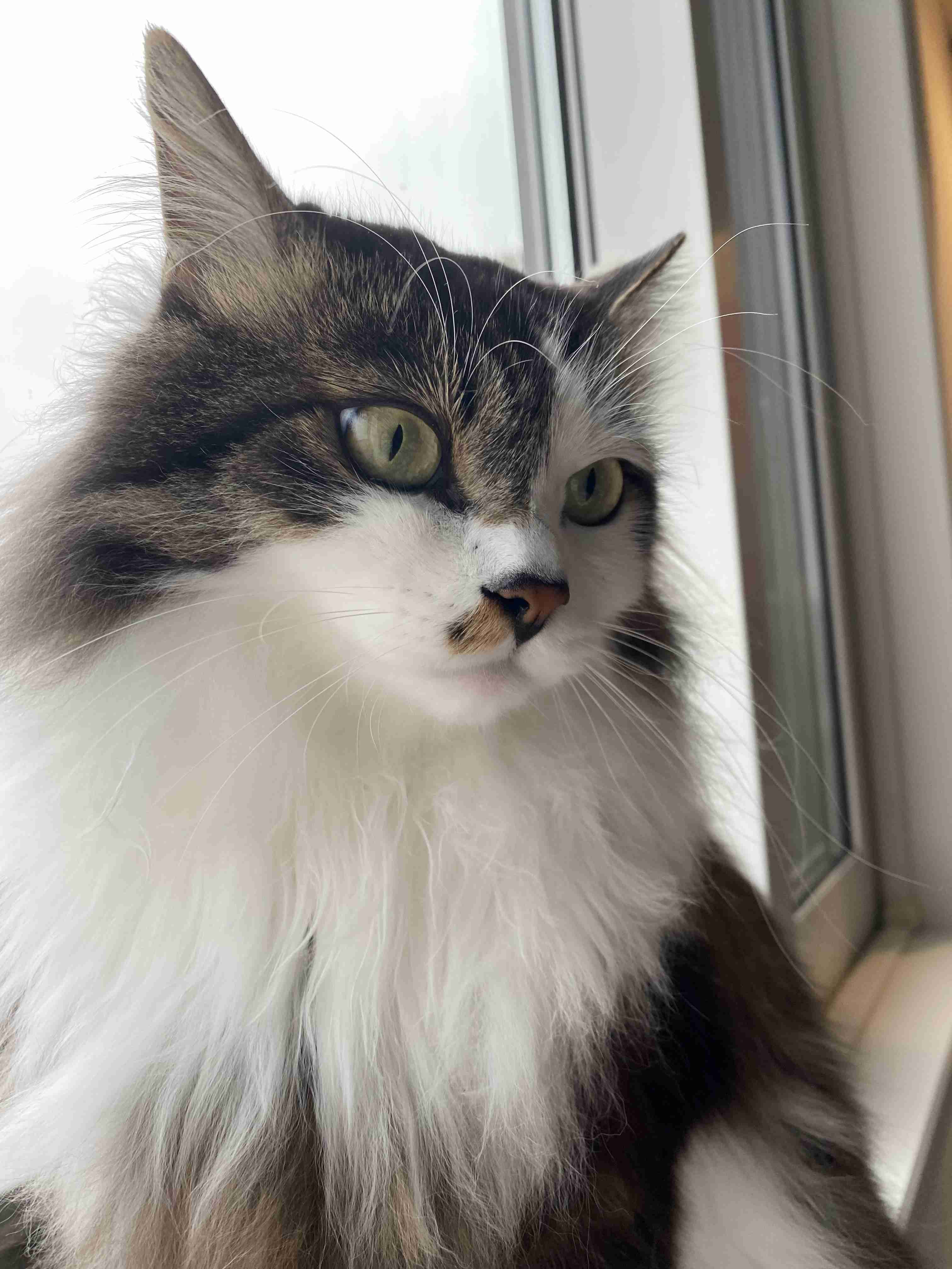 【身バレしない程度に】お宅の愛猫ちゃんを見せてください！part11 