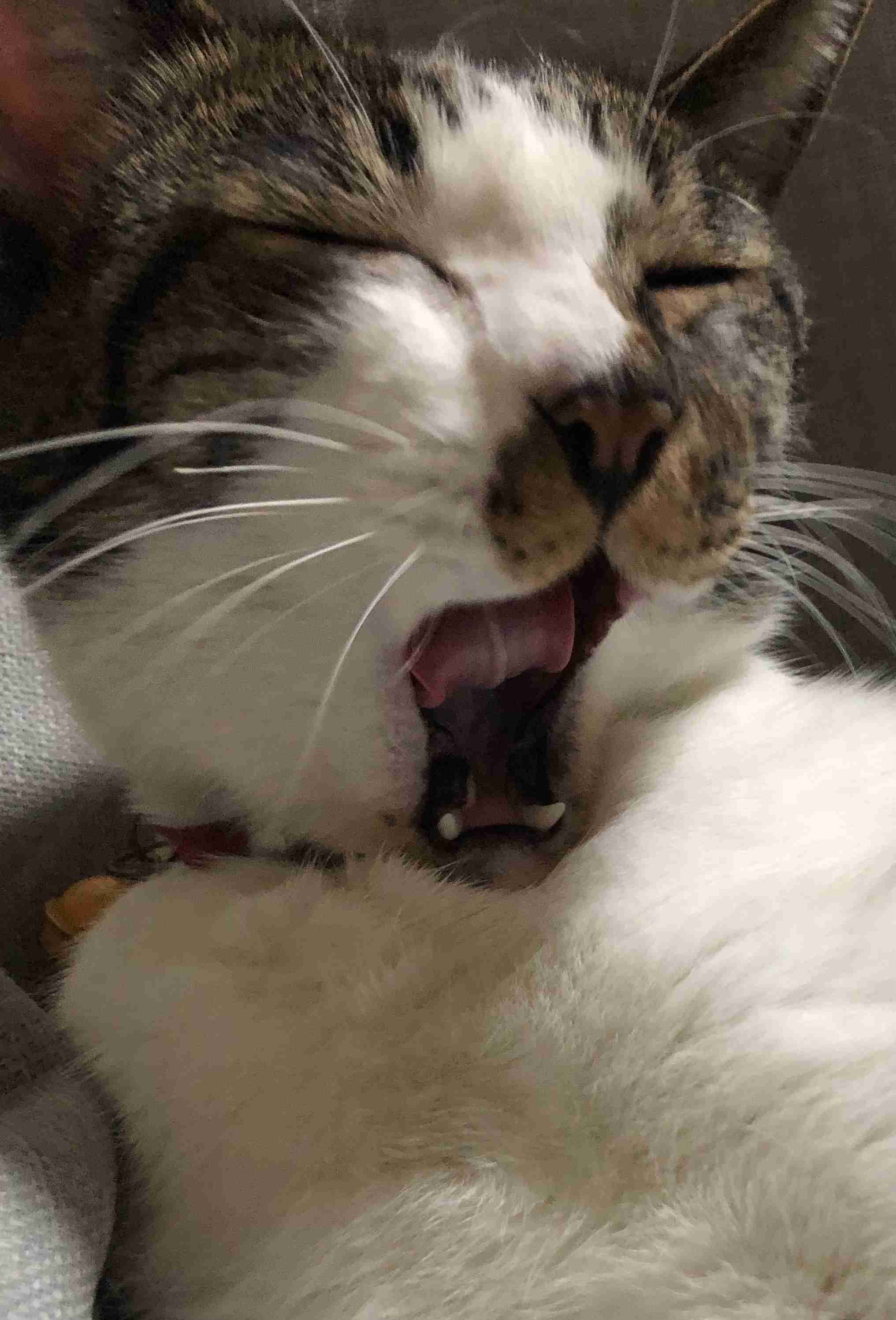 【身バレしない程度に】お宅の愛猫ちゃんを見せてください！part11 