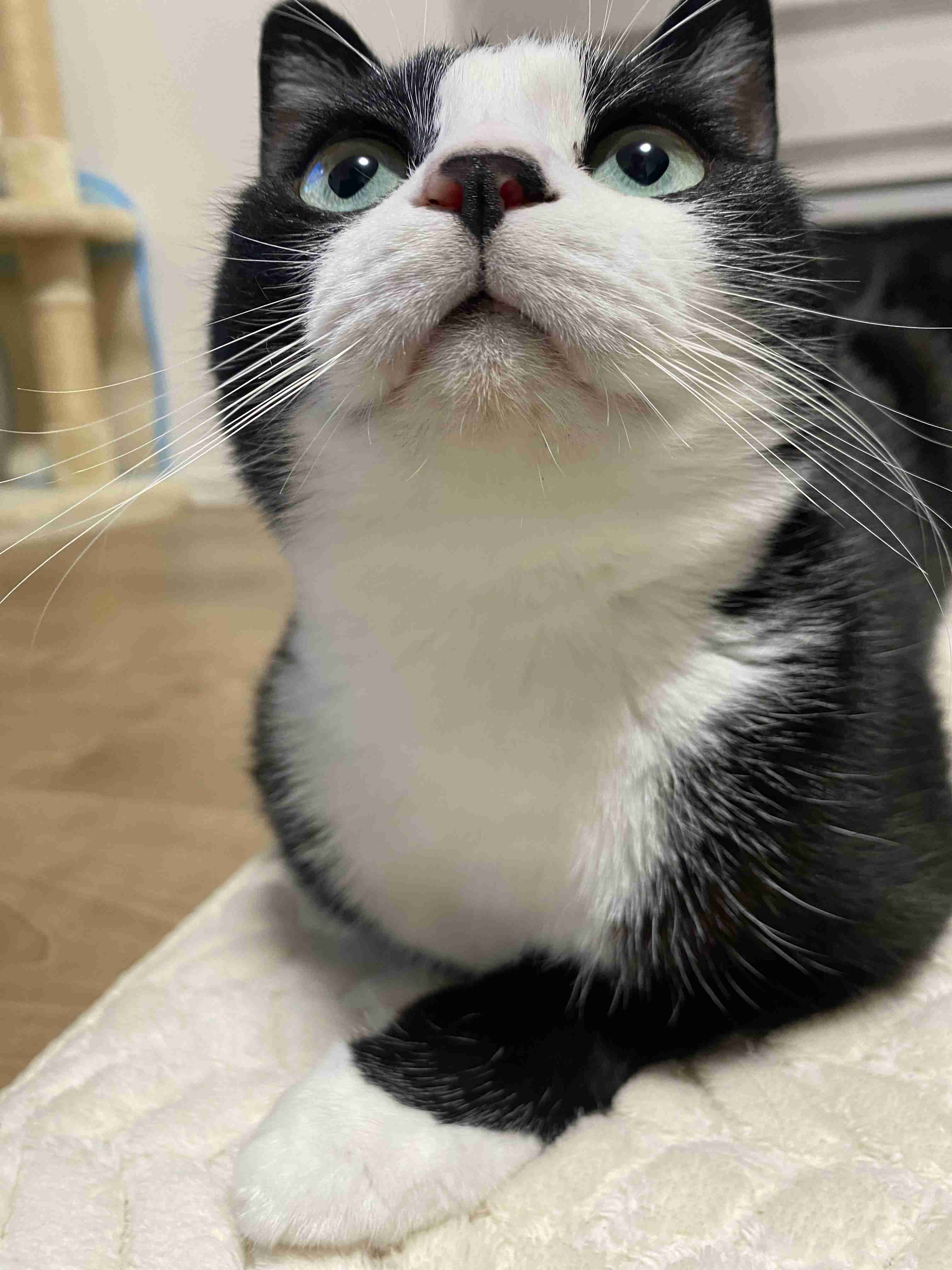 【身バレしない程度に】お宅の愛猫ちゃんを見せてください！part11 