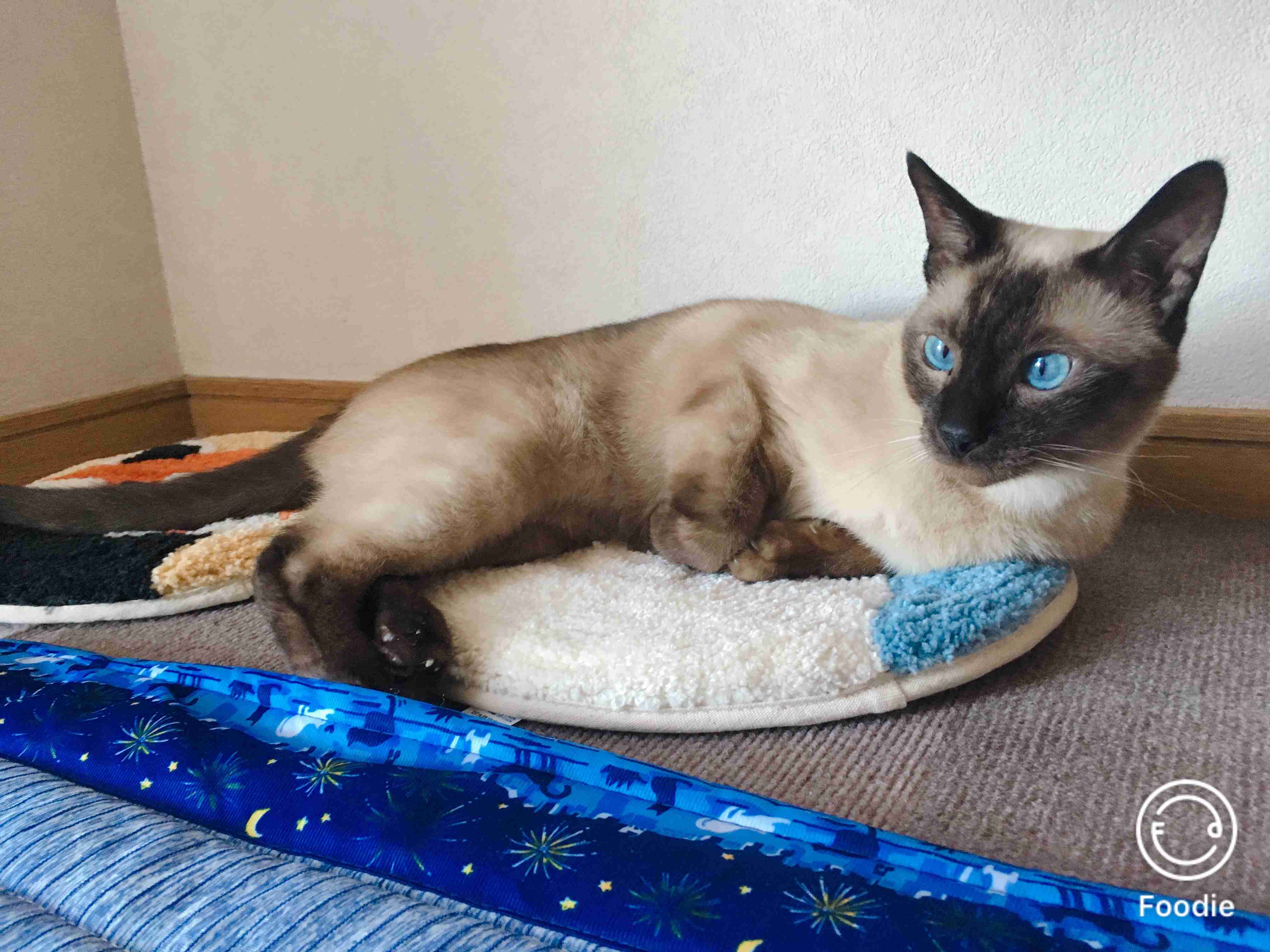 【身バレしない程度に】お宅の愛猫ちゃんを見せてください！part11 