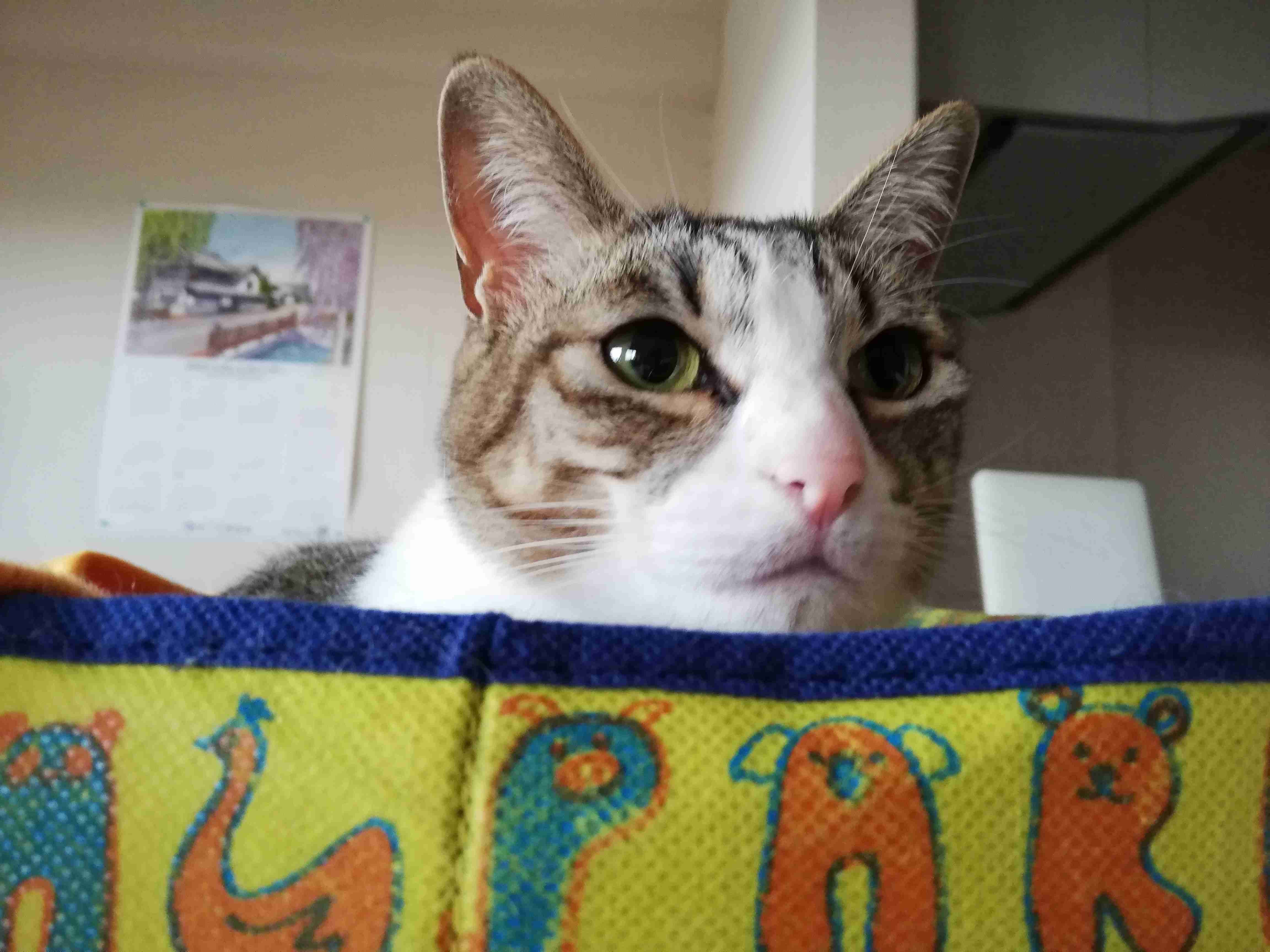 【身バレしない程度に】お宅の愛猫ちゃんを見せてください！part11 