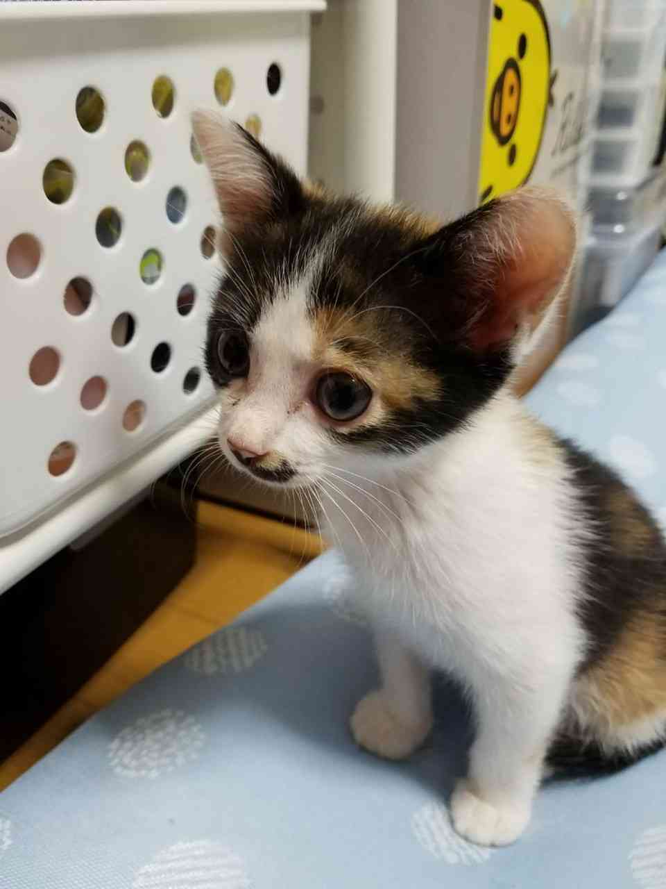 【身バレしない程度に】お宅の愛猫ちゃんを見せてください！part11 