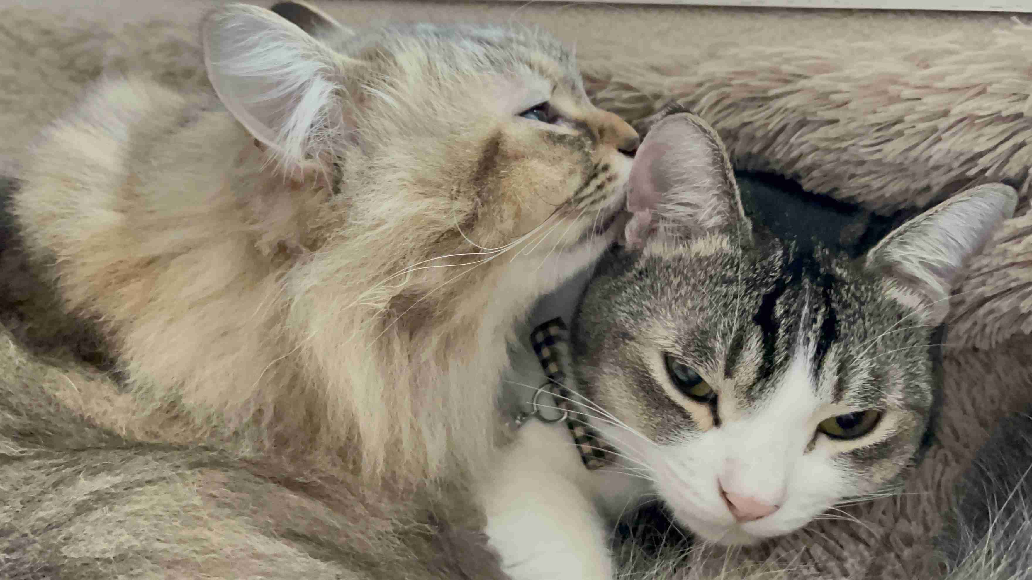 【身バレしない程度に】お宅の愛猫ちゃんを見せてください！part11 