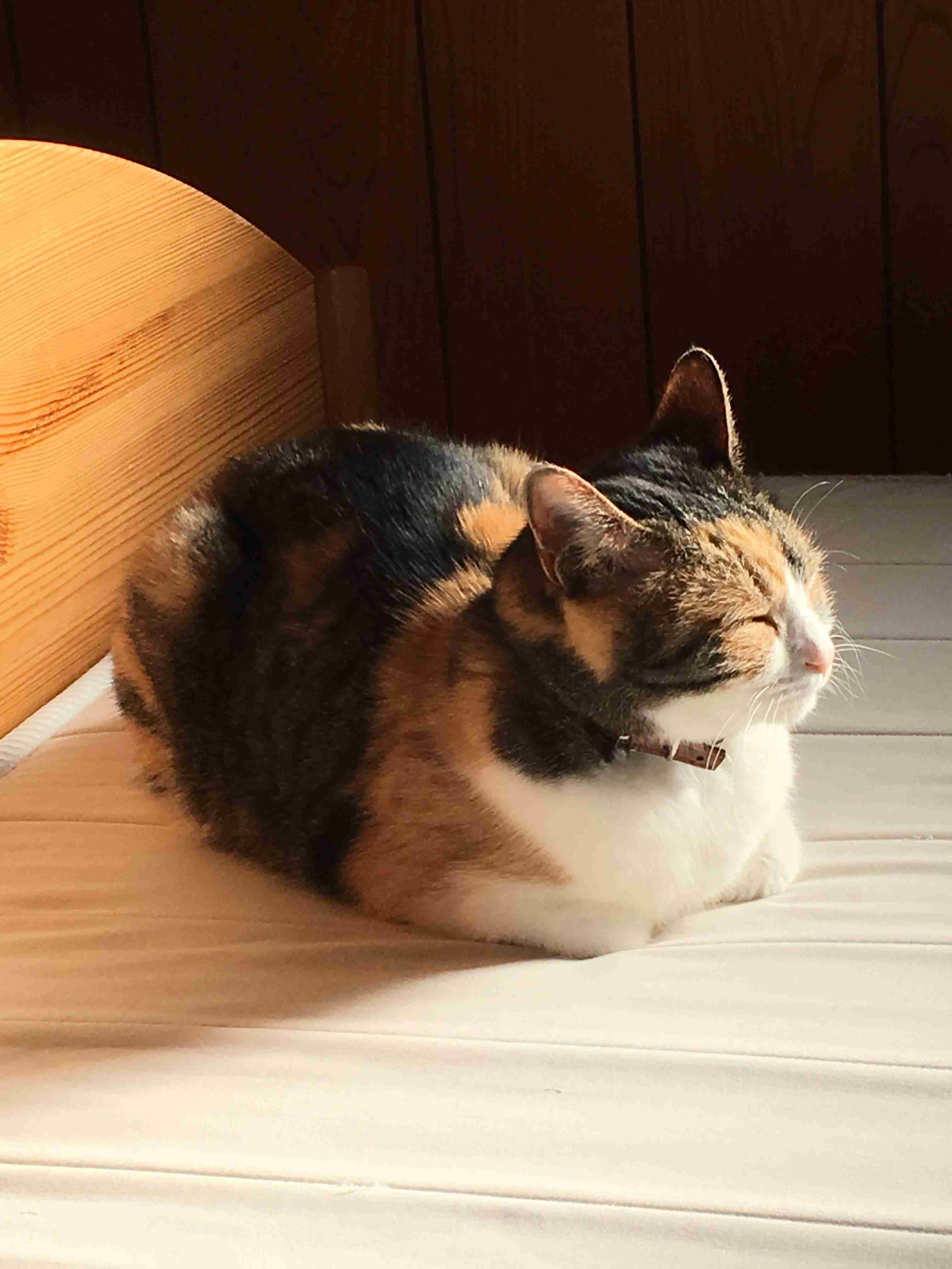 【身バレしない程度に】お宅の愛猫ちゃんを見せてください！part11 