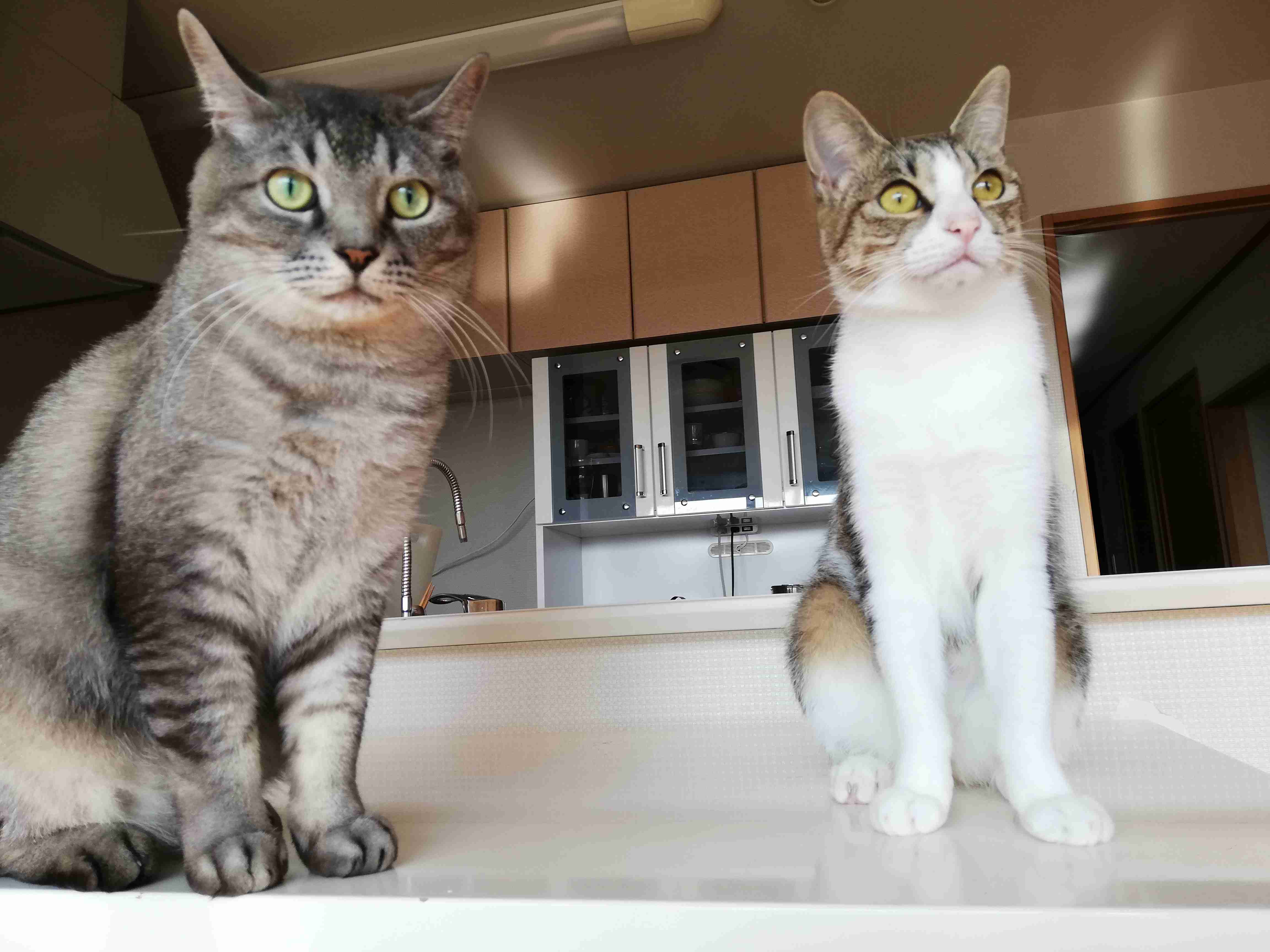 【身バレしない程度に】お宅の愛猫ちゃんを見せてください！part11 