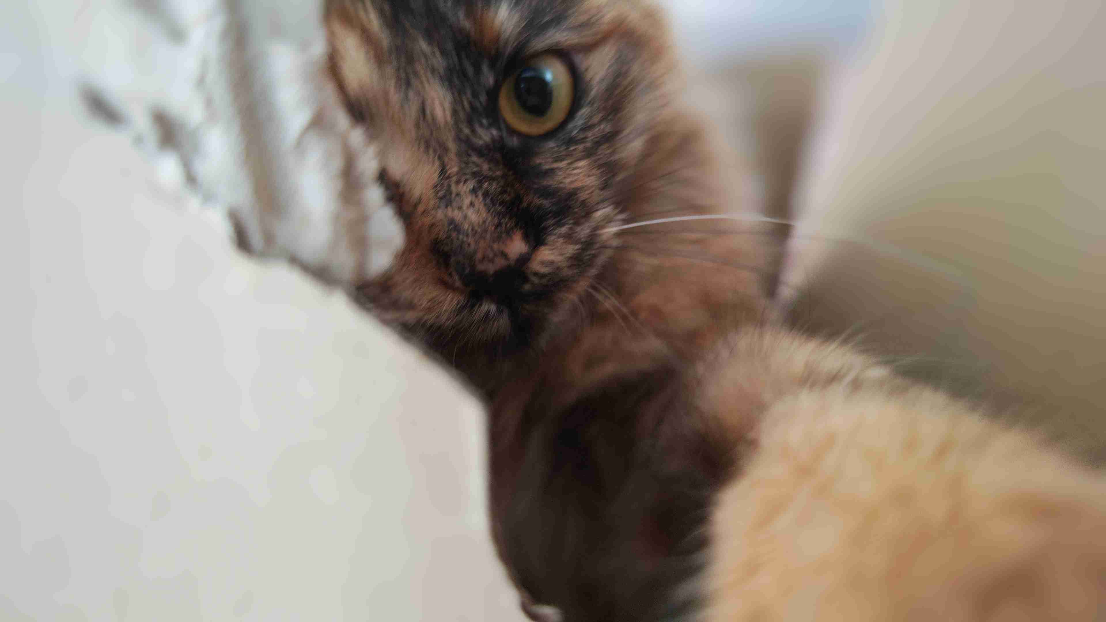 【身バレしない程度に】お宅の愛猫ちゃんを見せてください！part11 