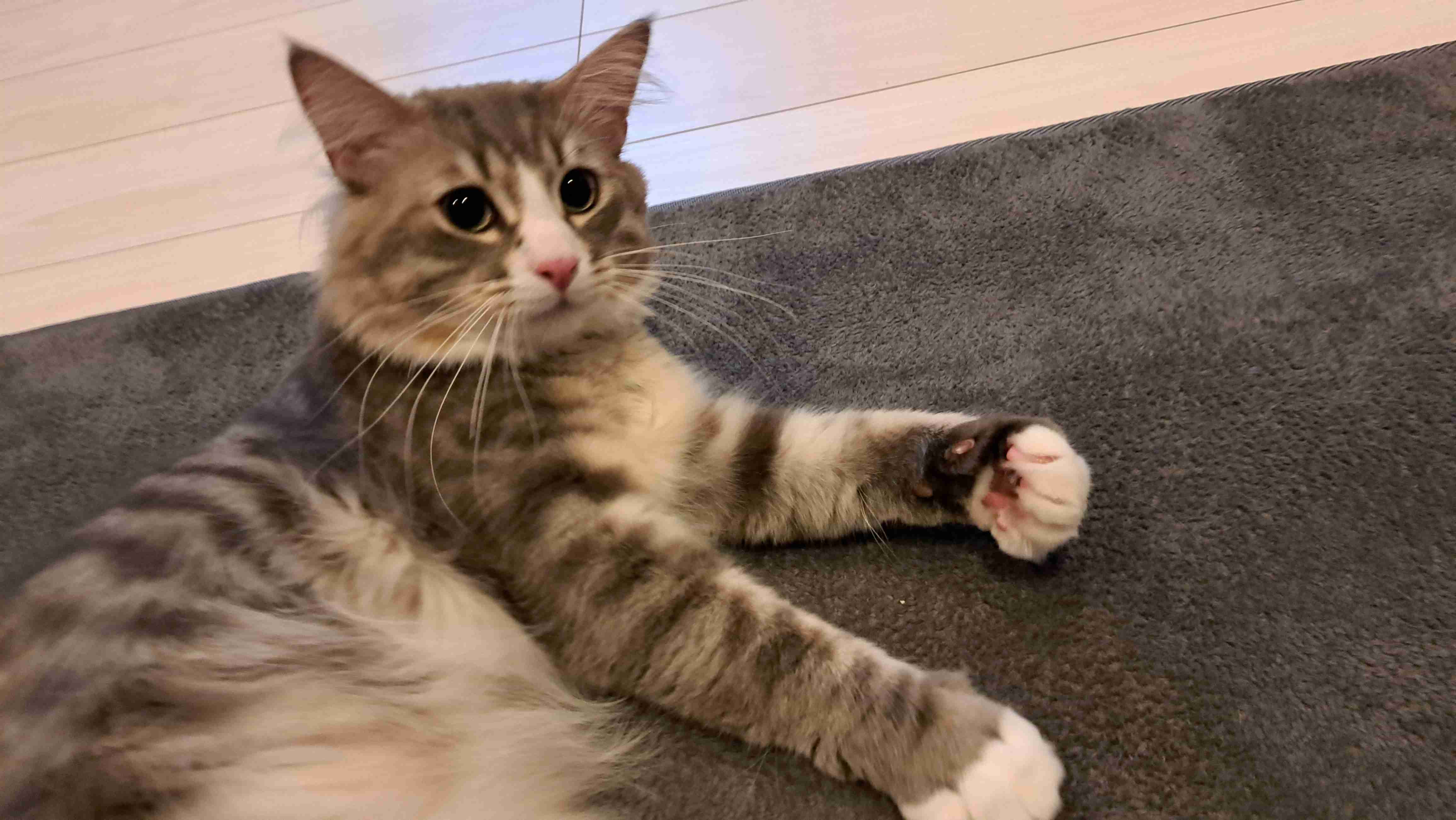 【身バレしない程度に】お宅の愛猫ちゃんを見せてください！part11 