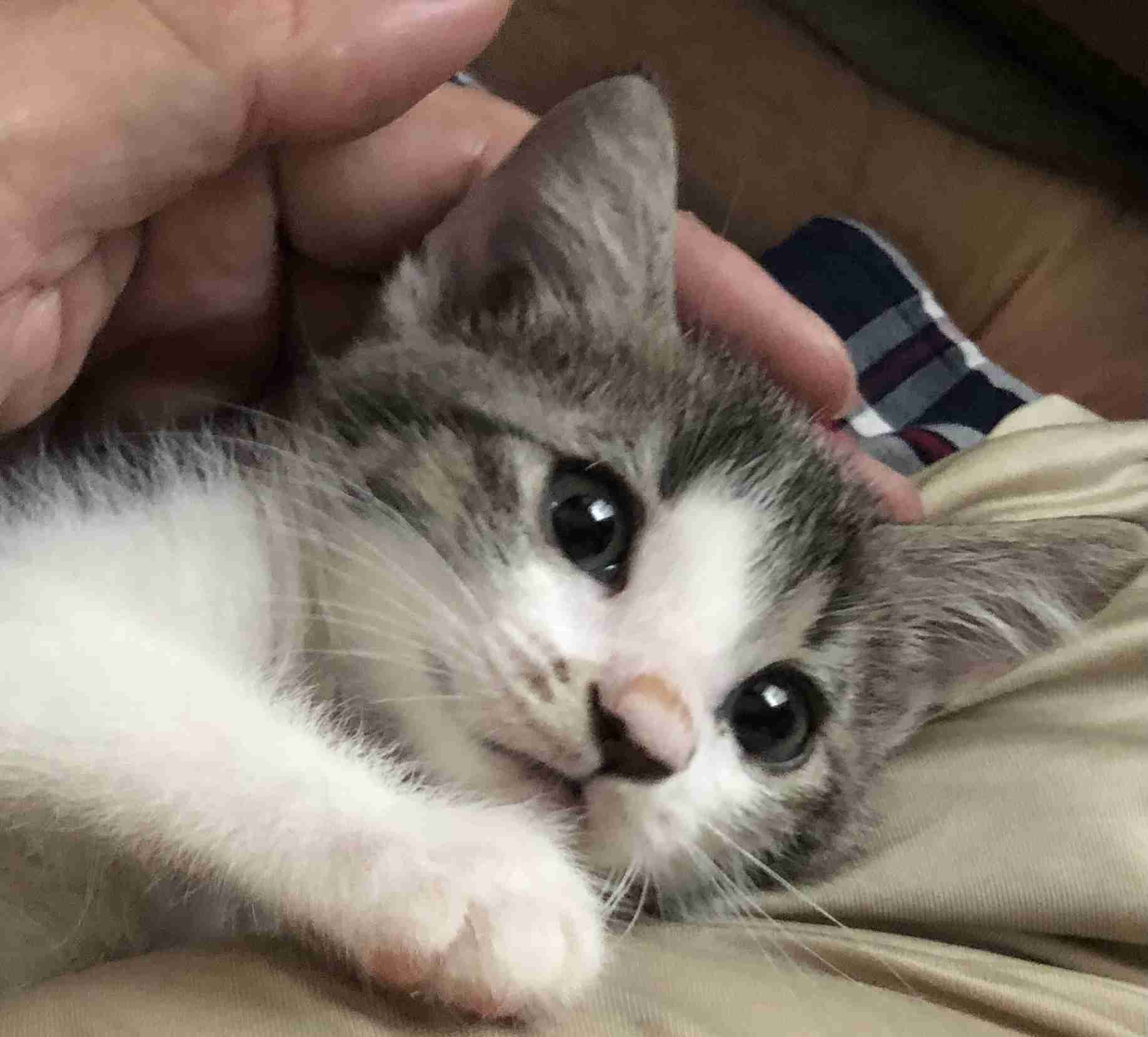 【身バレしない程度に】お宅の愛猫ちゃんを見せてください！part11 