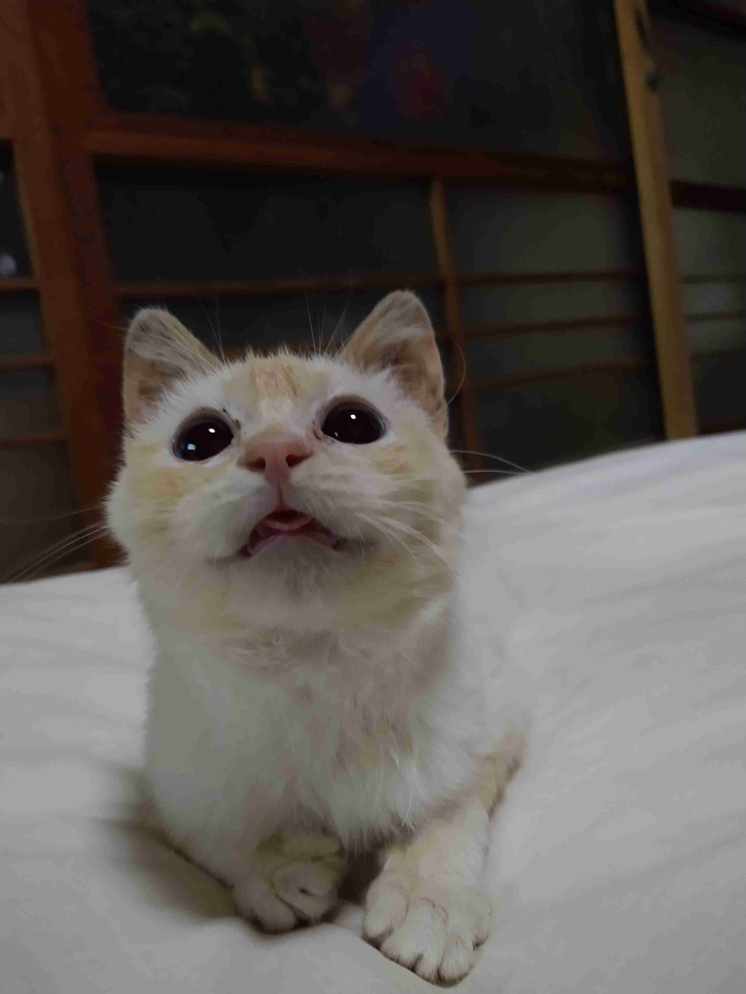 【身バレしない程度に】お宅の愛猫ちゃんを見せてください！part11 