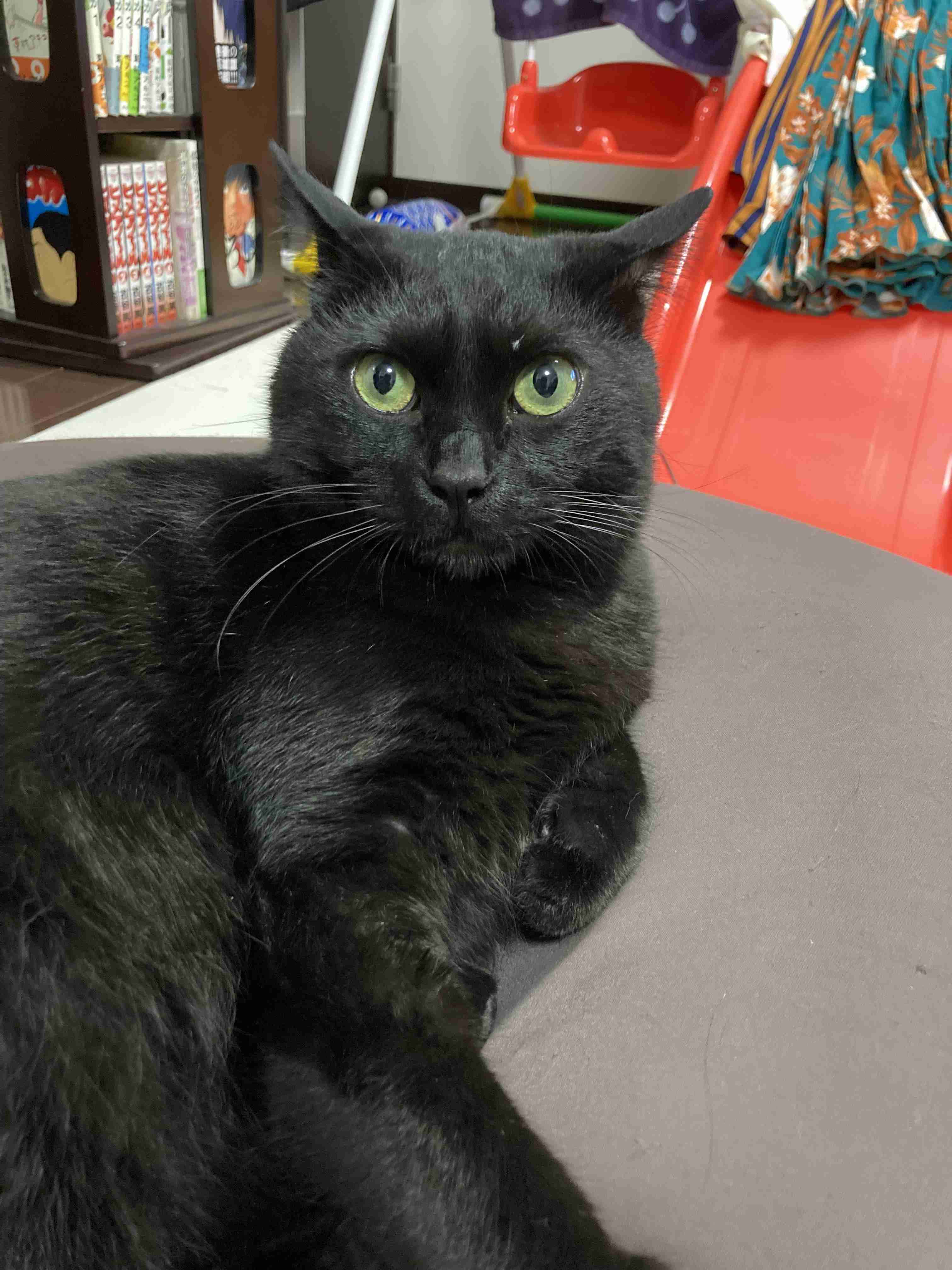 【身バレしない程度に】お宅の愛猫ちゃんを見せてください！part11 