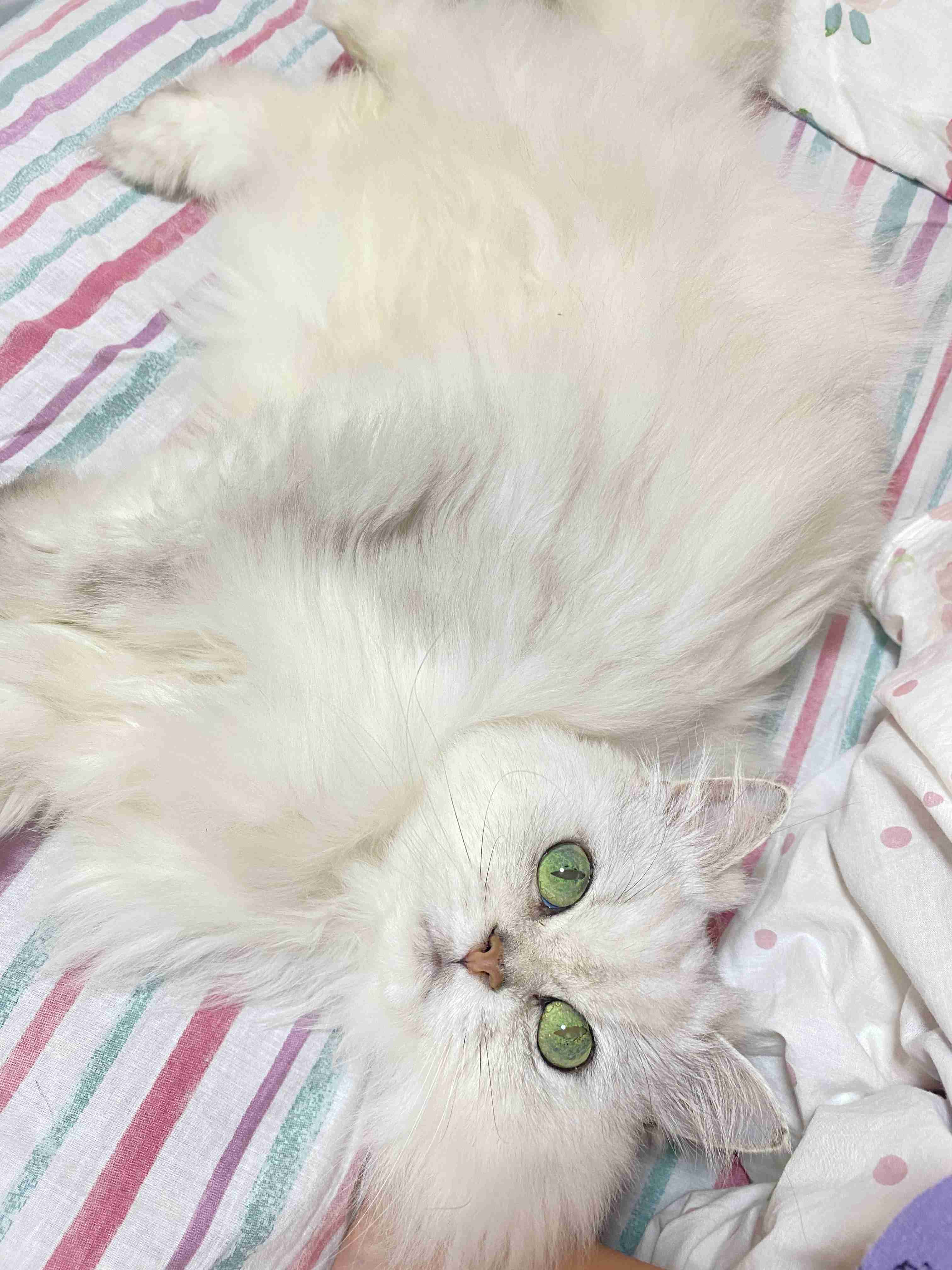 【身バレしない程度に】お宅の愛猫ちゃんを見せてください！part11 