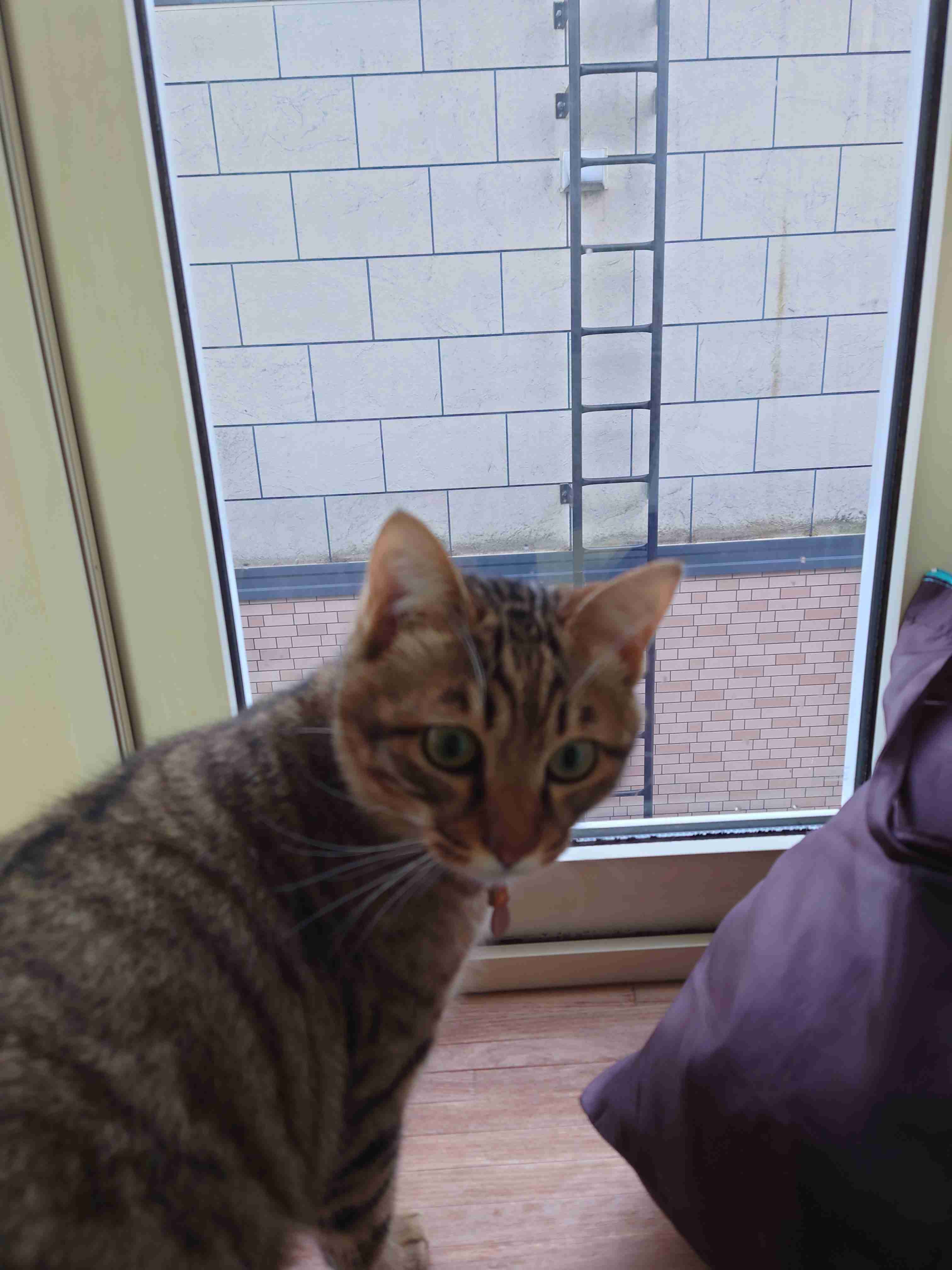 【身バレしない程度に】お宅の愛猫ちゃんを見せてください！part11 