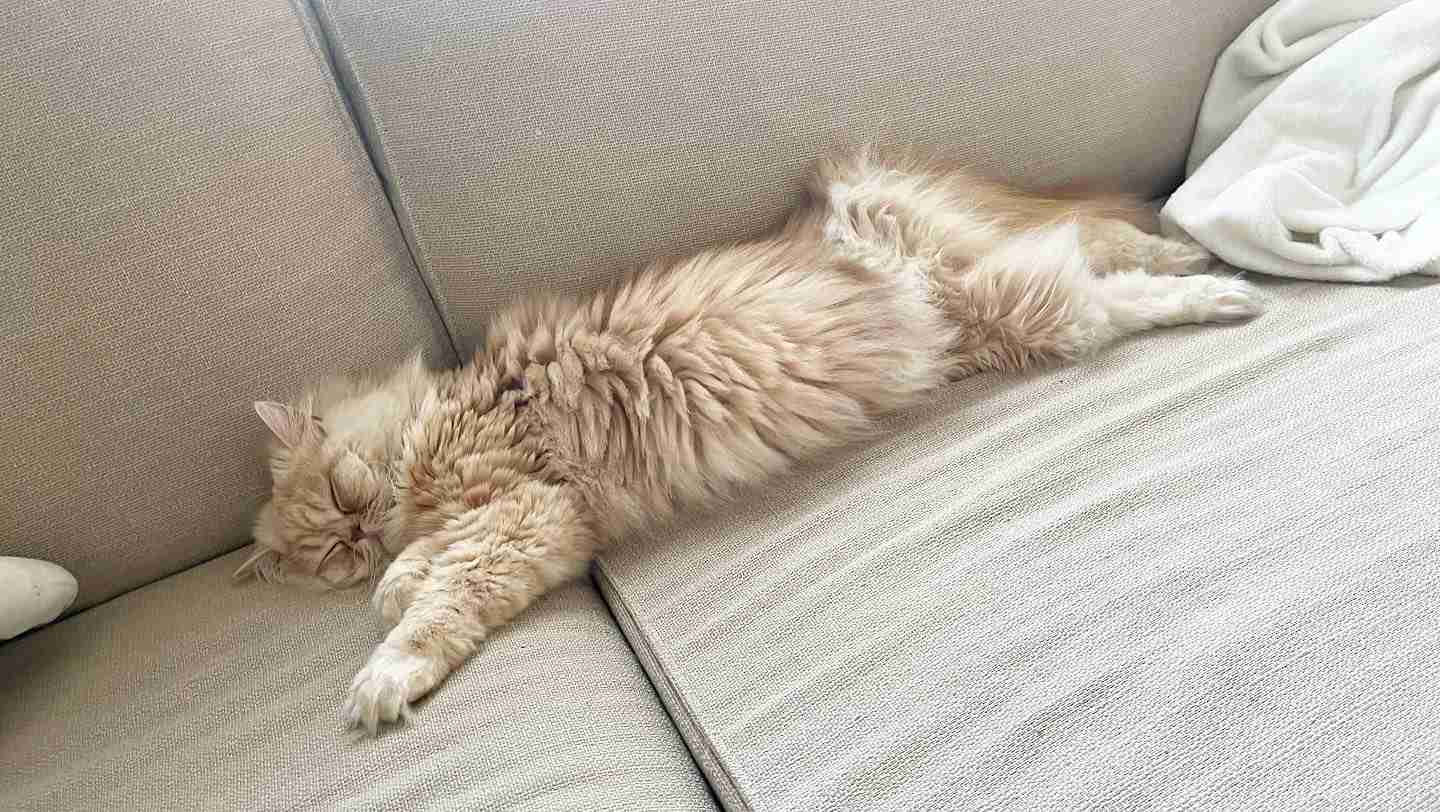 【身バレしない程度に】お宅の愛猫ちゃんを見せてください！part11 