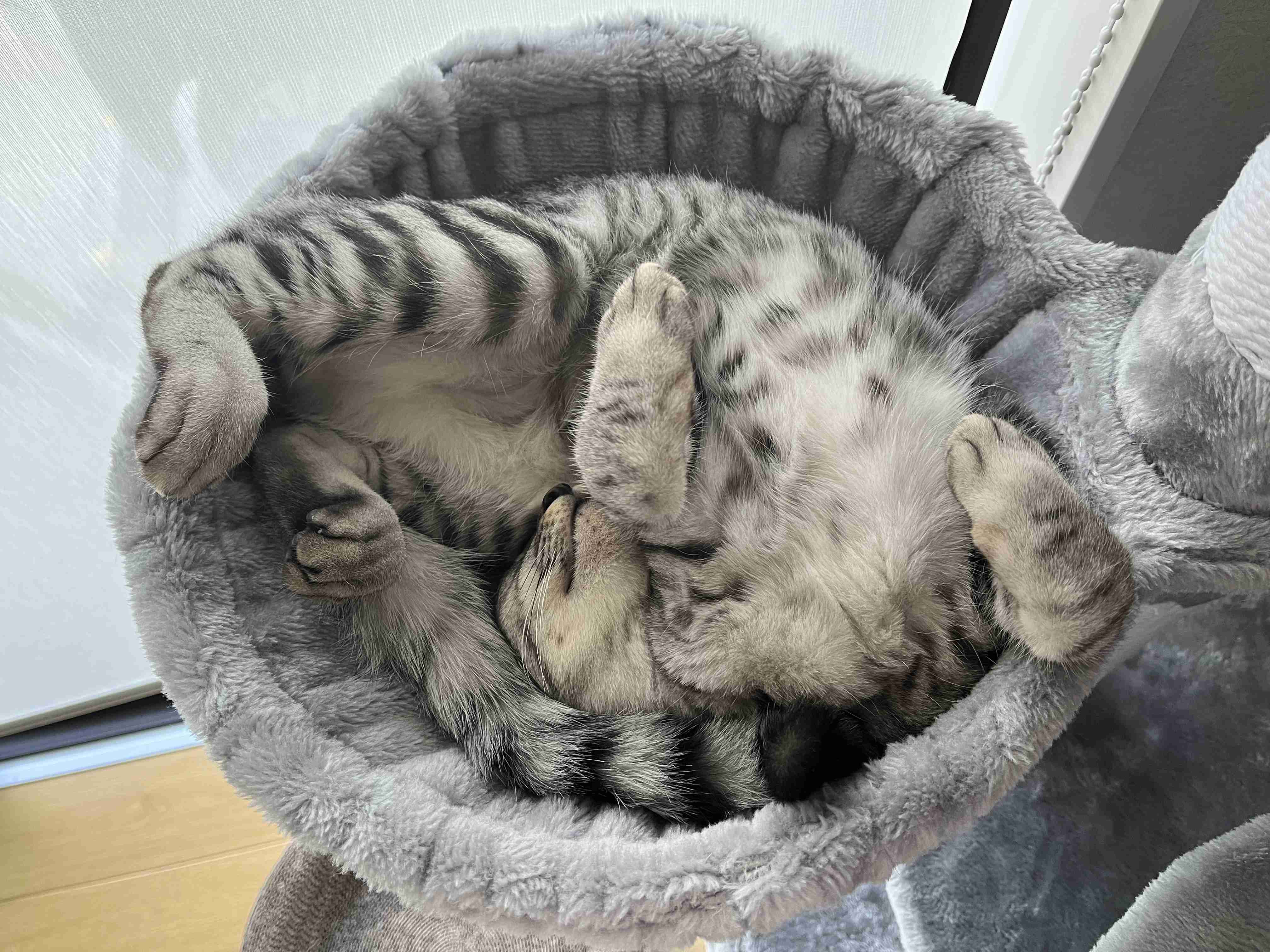 【身バレしない程度に】お宅の愛猫ちゃんを見せてください！part11 