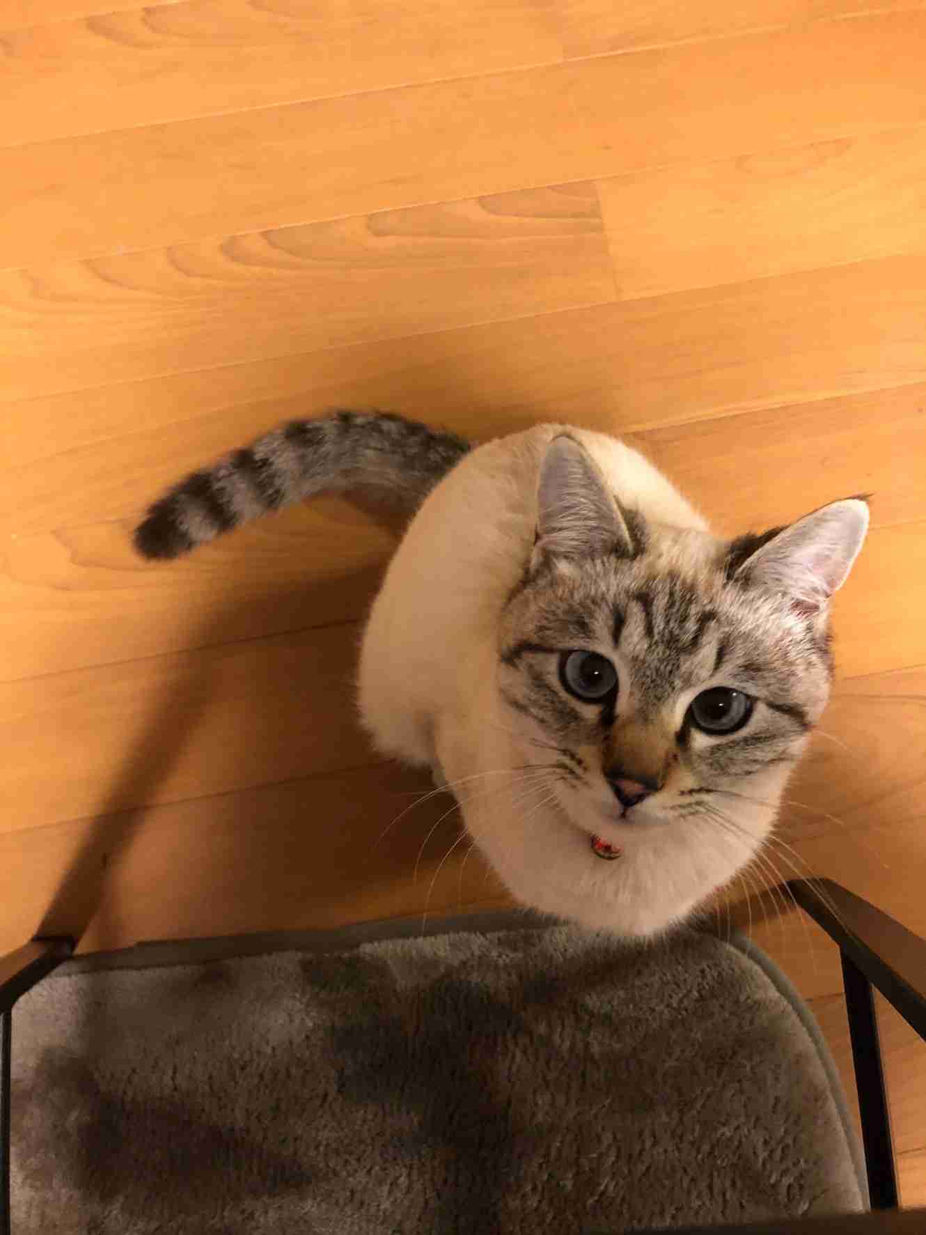 【身バレしない程度に】お宅の愛猫ちゃんを見せてください！part11 