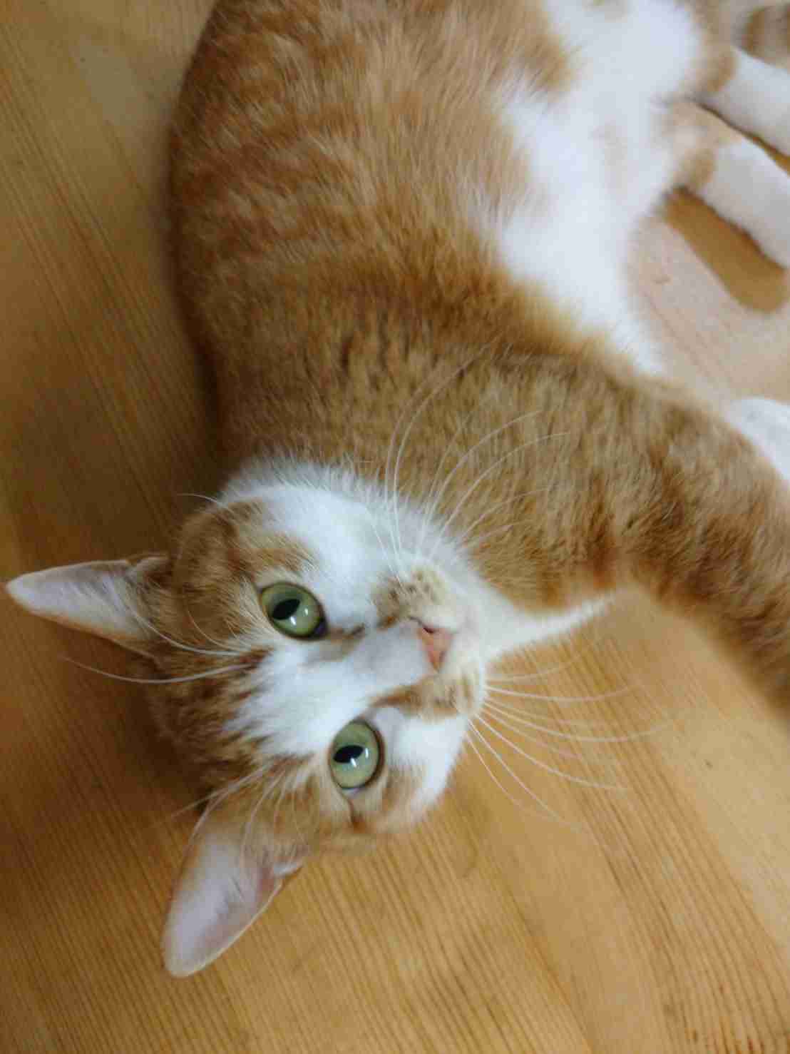 【身バレしない程度に】お宅の愛猫ちゃんを見せてください！part11 