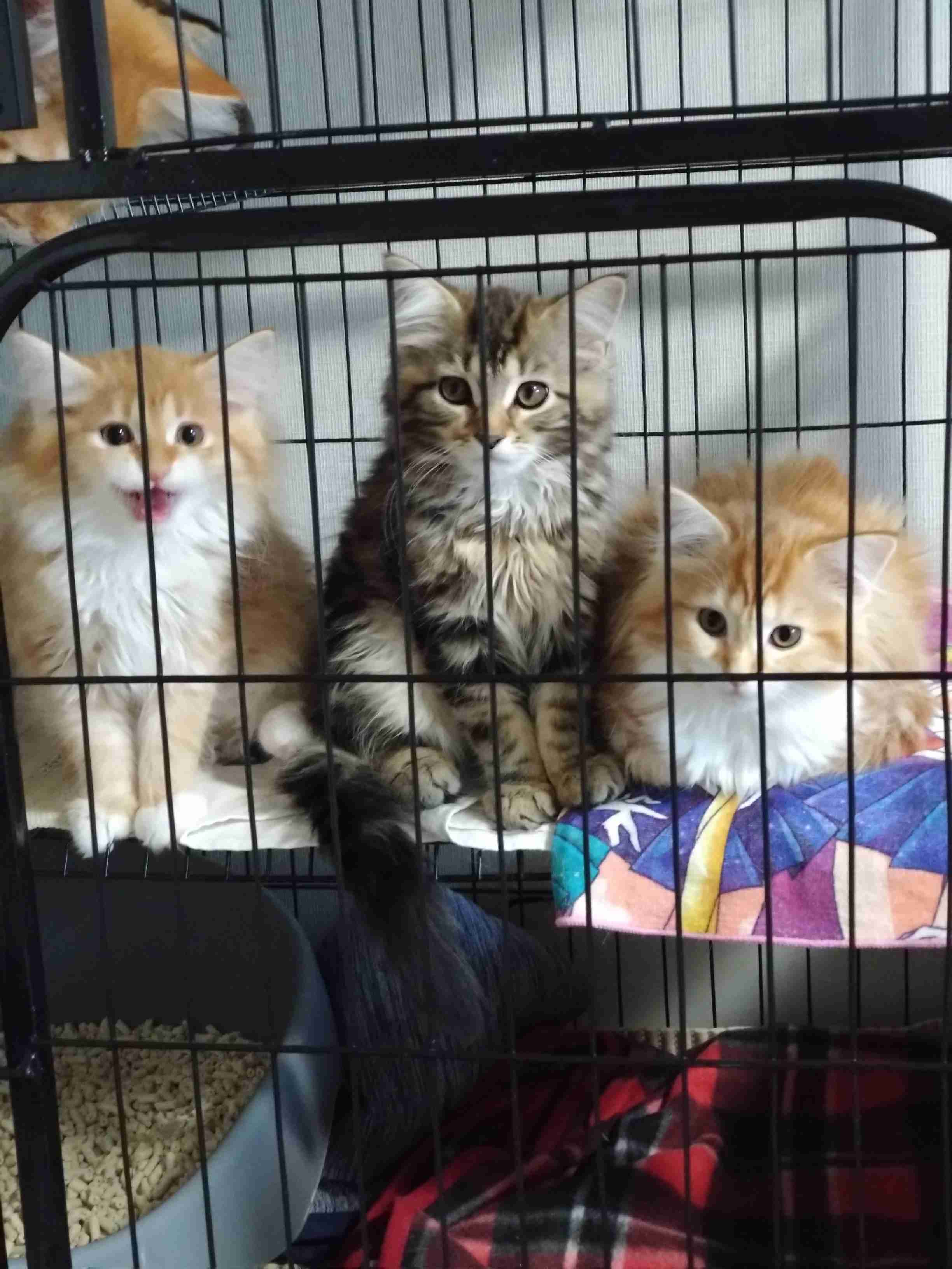 【身バレしない程度に】お宅の愛猫ちゃんを見せてください！part11 