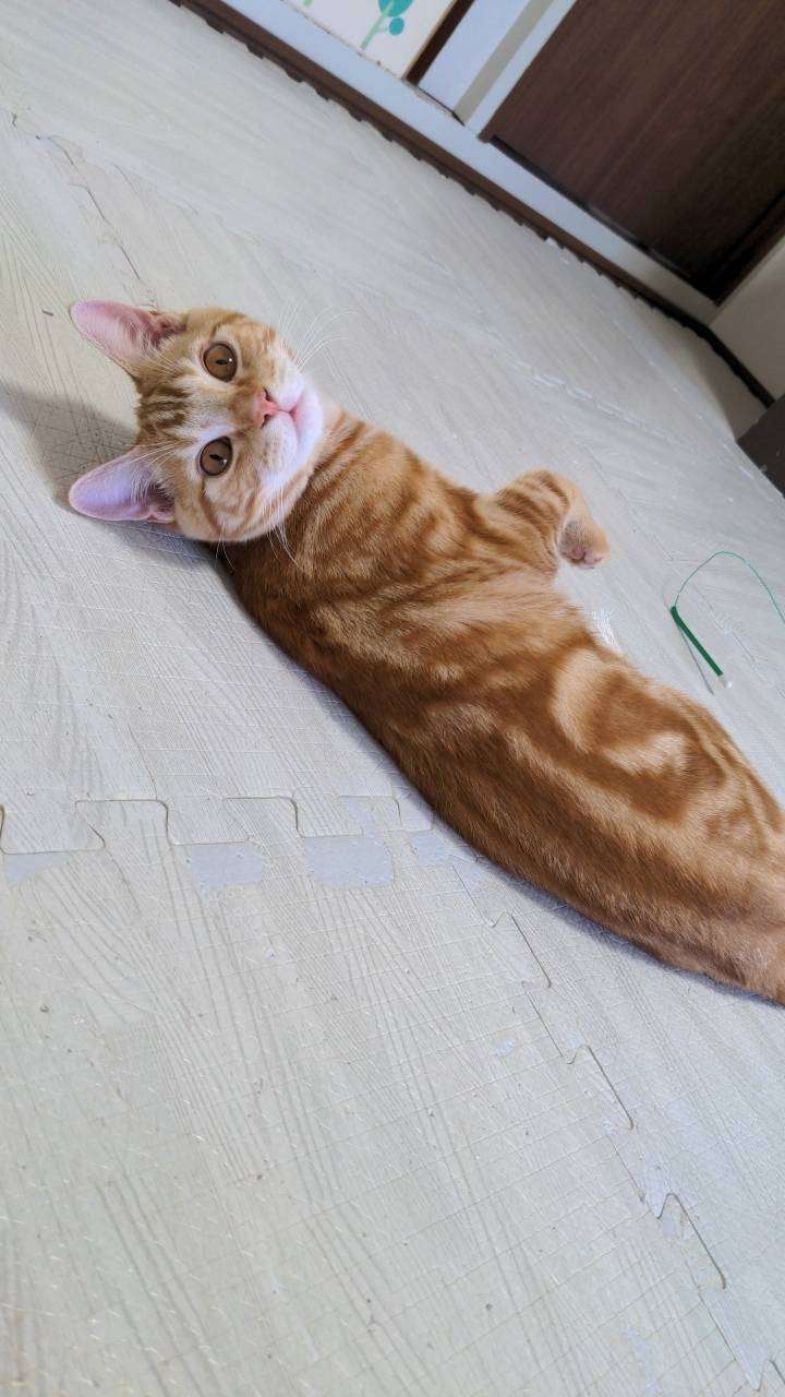 【身バレしない程度に】お宅の愛猫ちゃんを見せてください！part11 