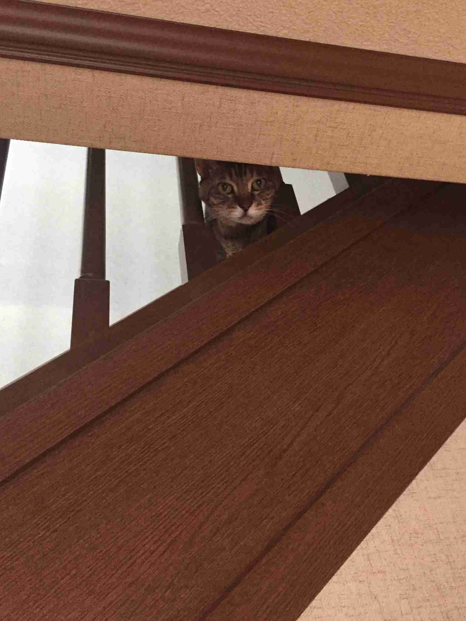 【身バレしない程度に】お宅の愛猫ちゃんを見せてください！part11 