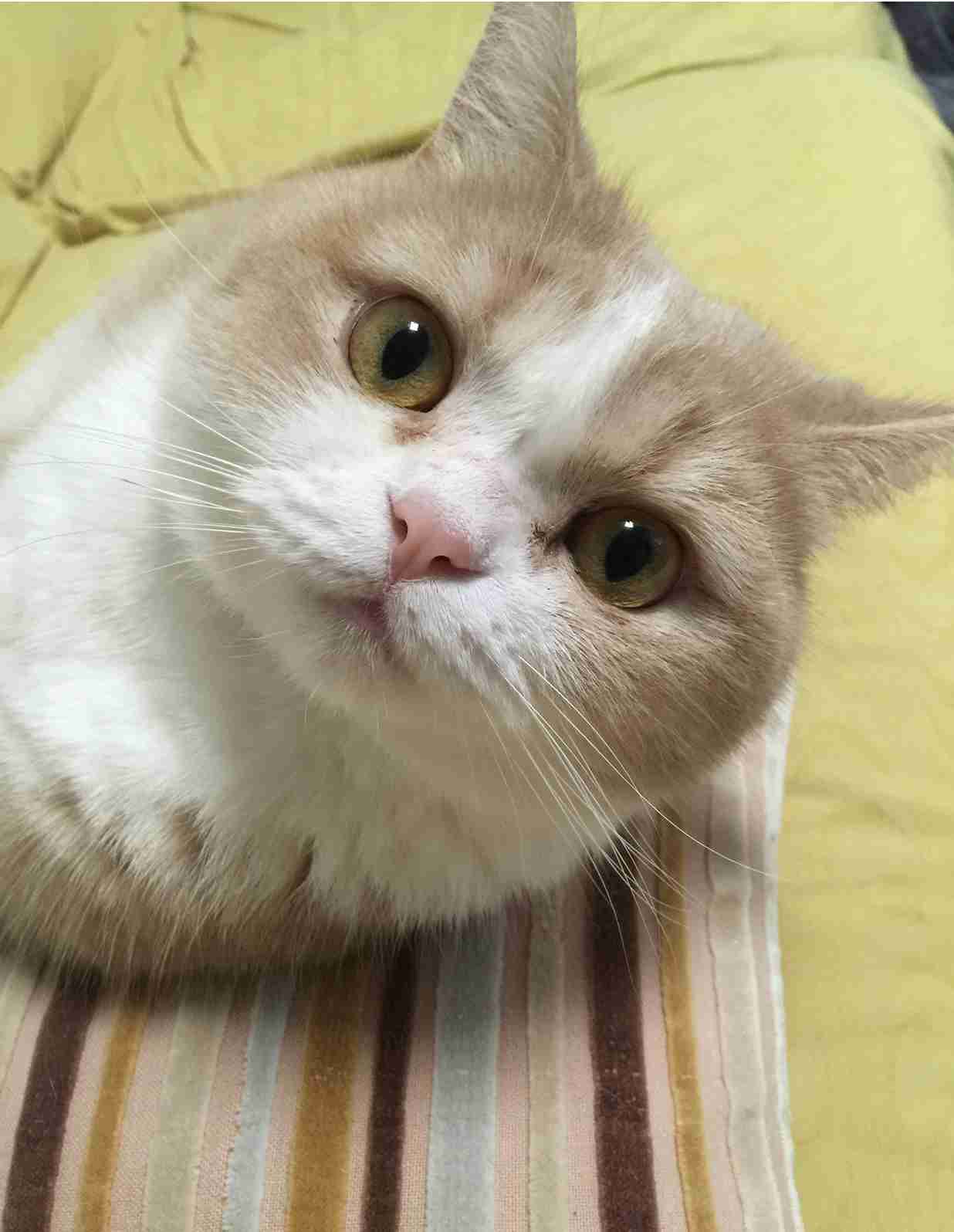 【身バレしない程度に】お宅の愛猫ちゃんを見せてください！part11 