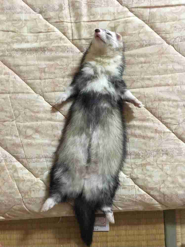 【身バレしない程度に】お宅の愛猫ちゃんを見せてください！part11 