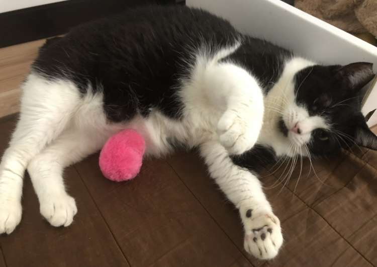 【身バレしない程度に】お宅の愛猫ちゃんを見せてください！part11 