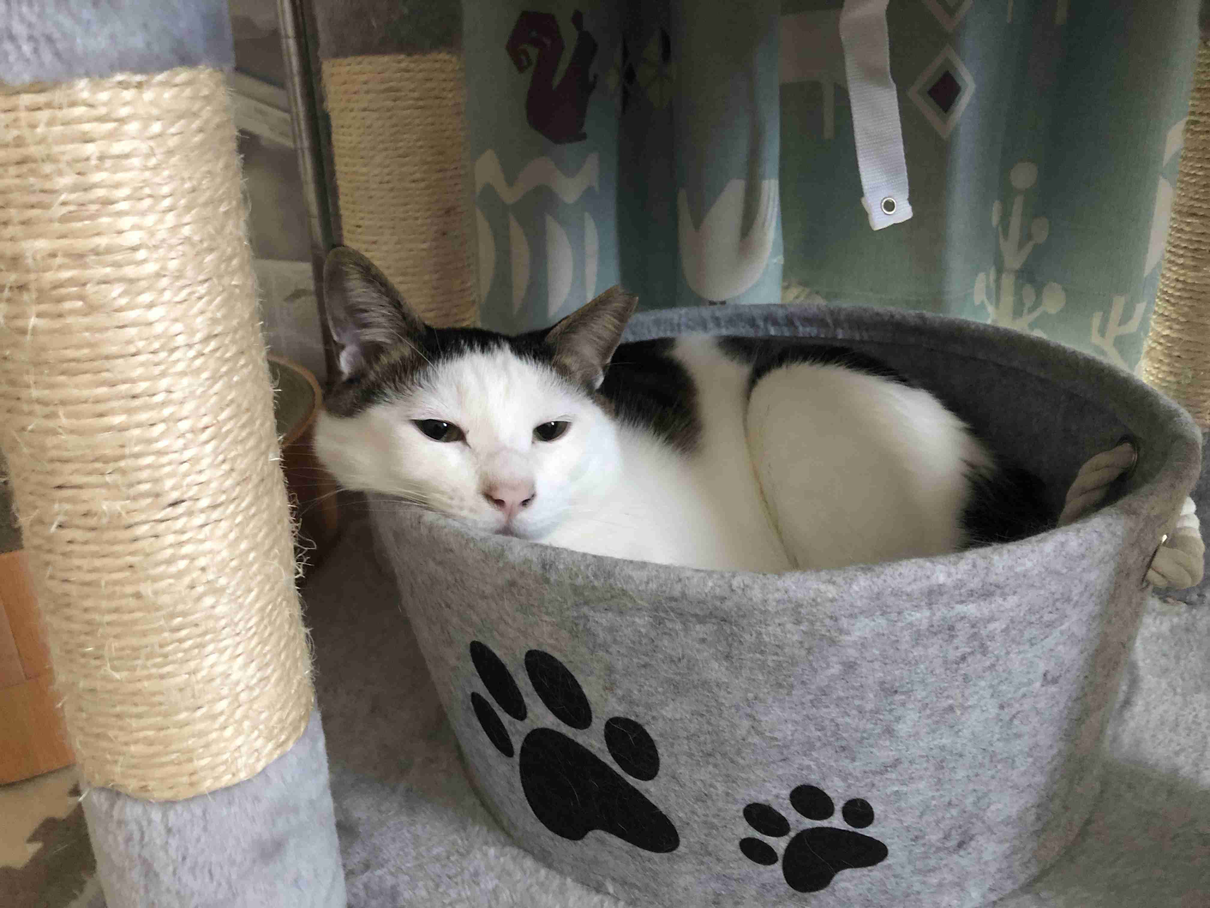 【身バレしない程度に】お宅の愛猫ちゃんを見せてください！part11 