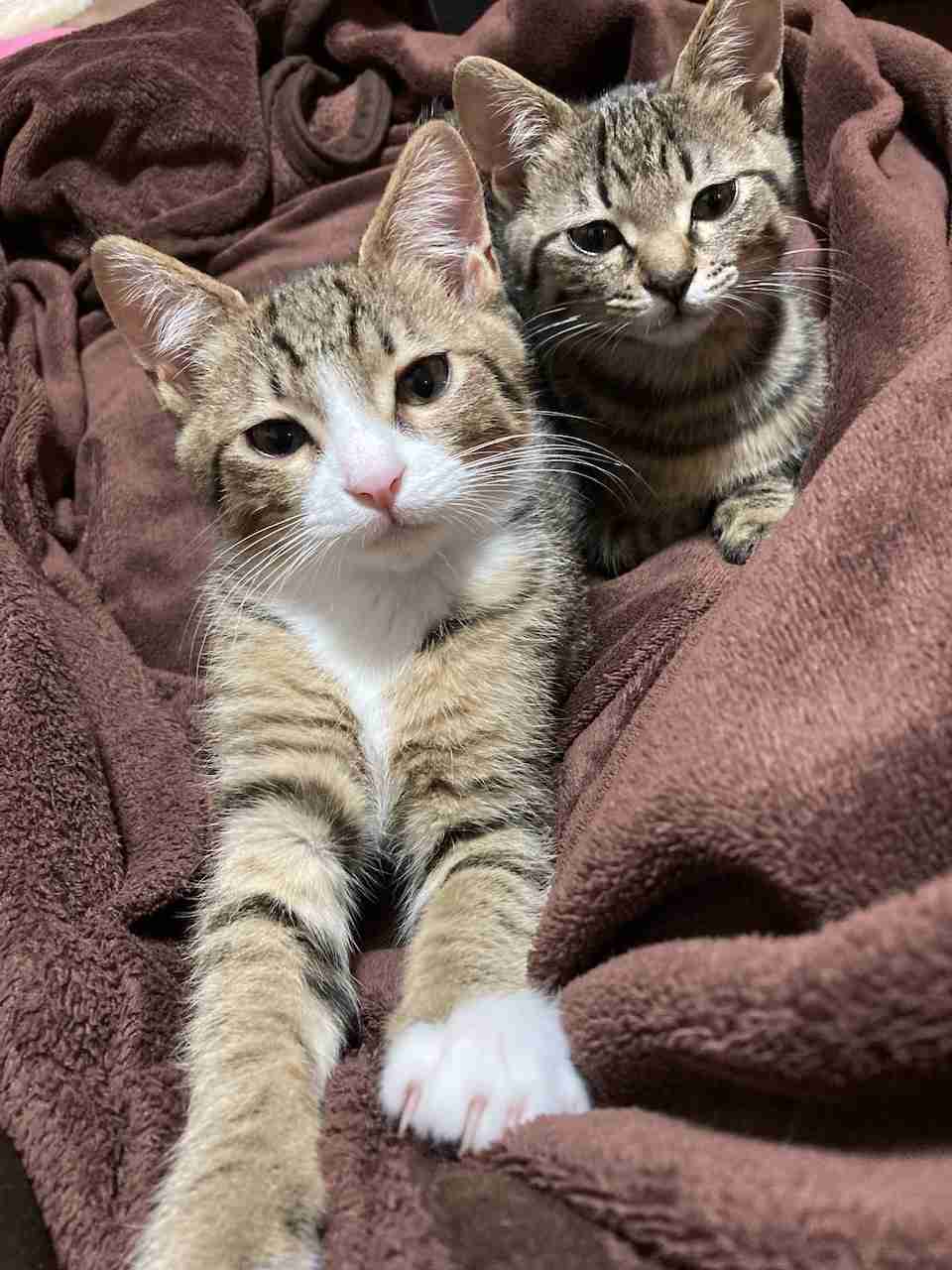 【身バレしない程度に】お宅の愛猫ちゃんを見せてください！part11 