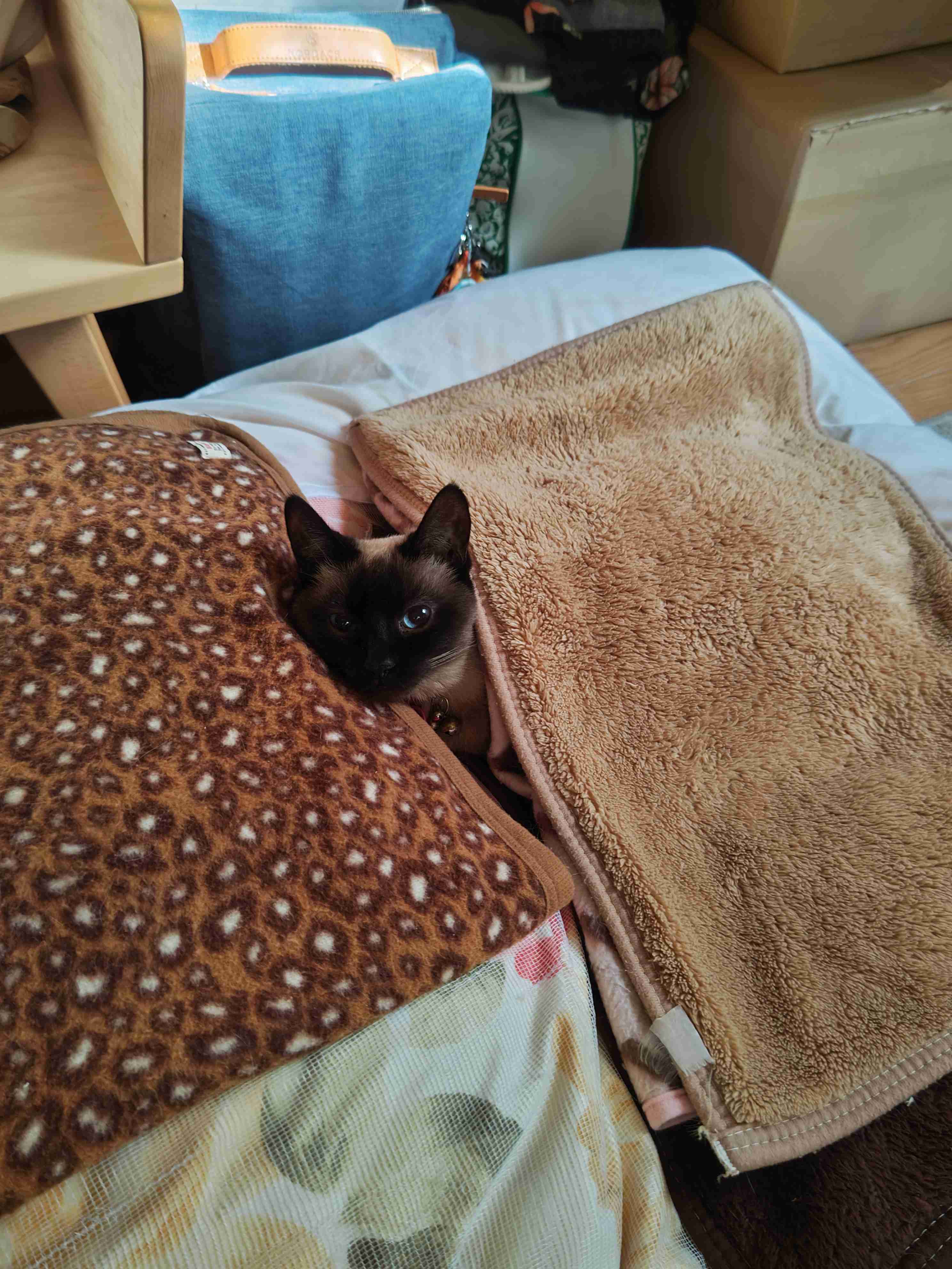 【身バレしない程度に】お宅の愛猫ちゃんを見せてください！part11 