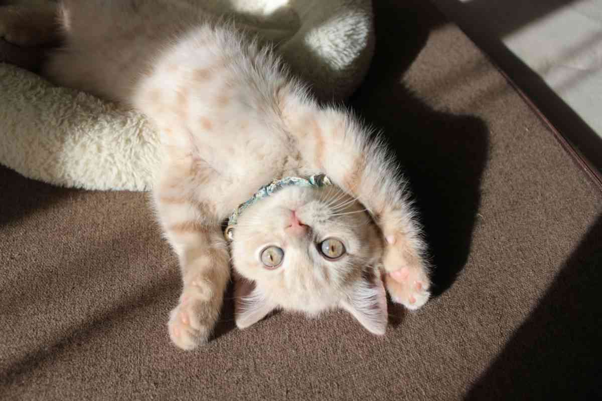 【身バレしない程度に】お宅の愛猫ちゃんを見せてください！part11 