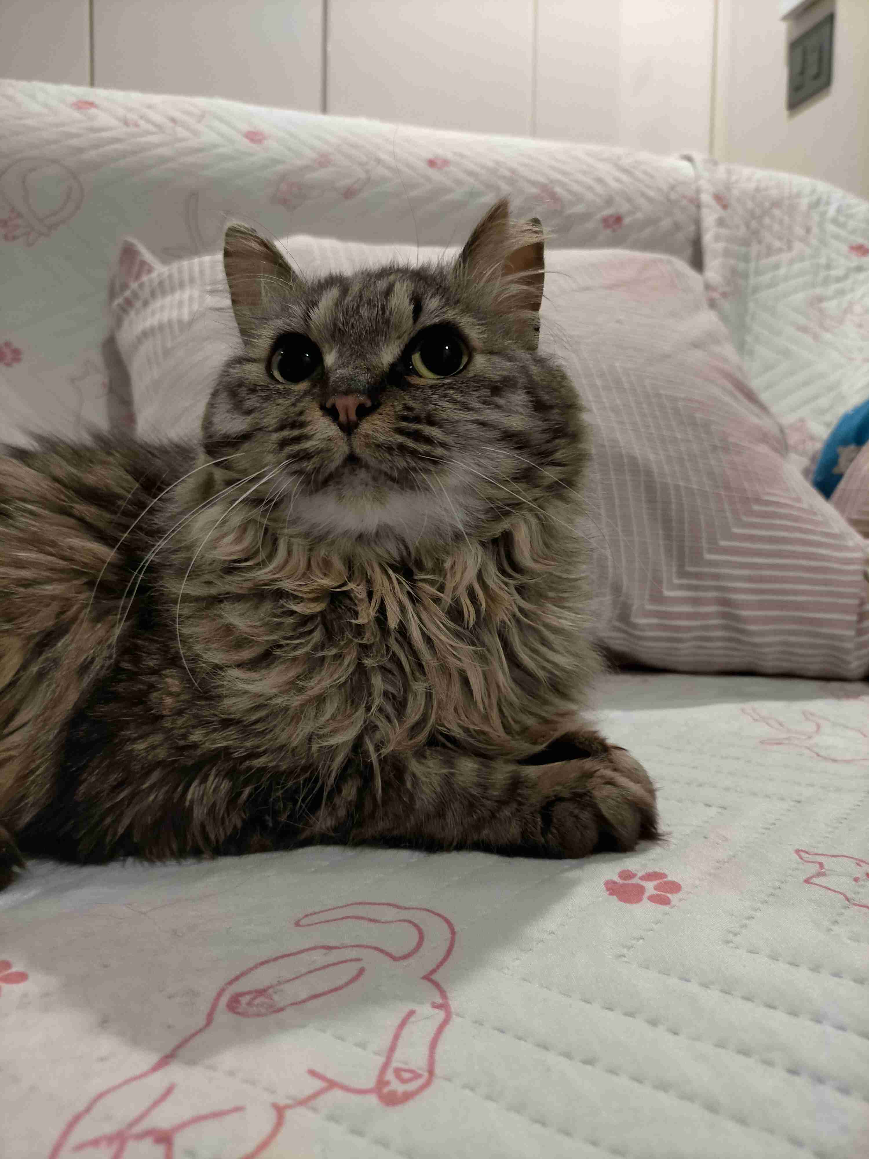 【身バレしない程度に】お宅の愛猫ちゃんを見せてください！part11 