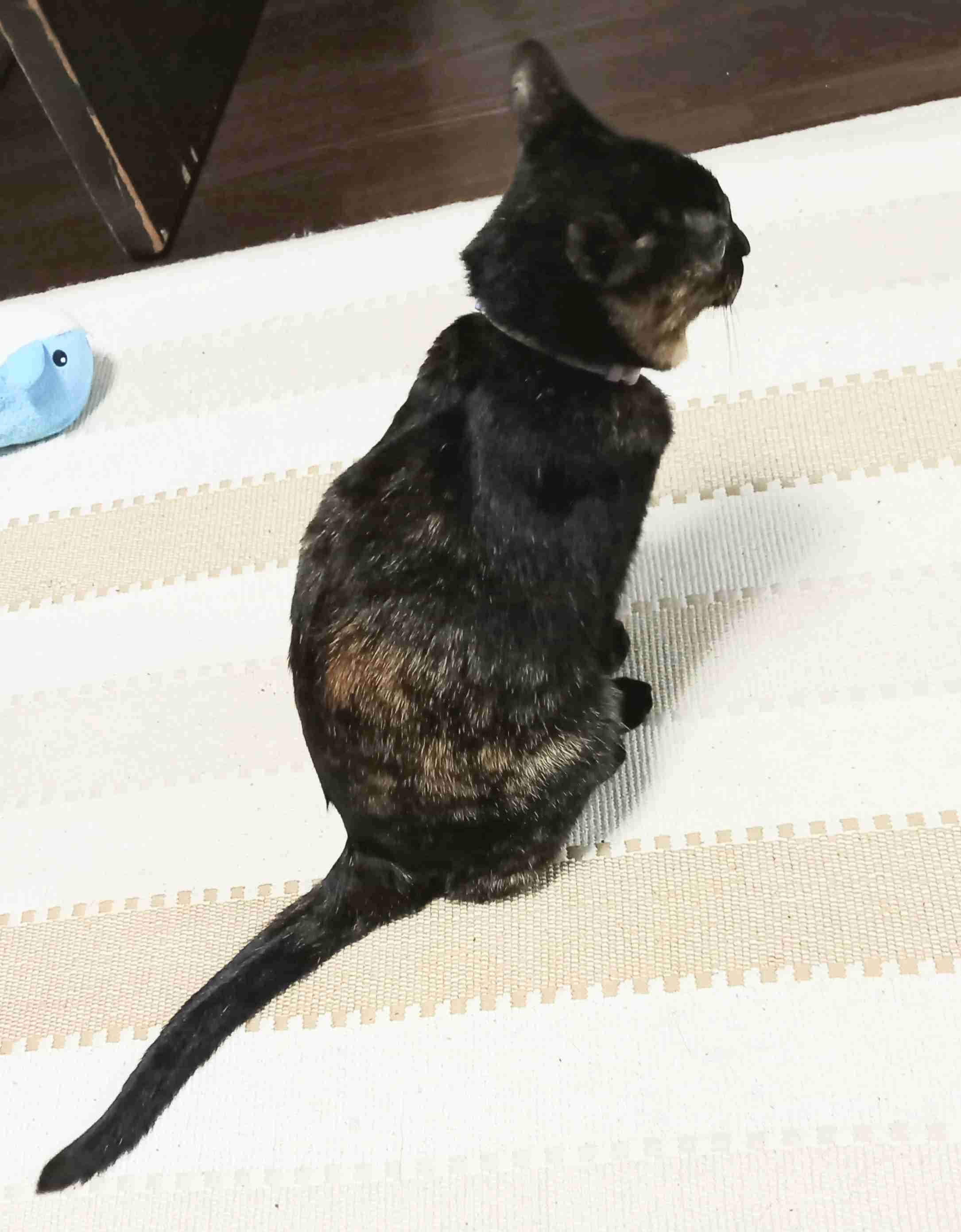 【身バレしない程度に】お宅の愛猫ちゃんを見せてください！part11 