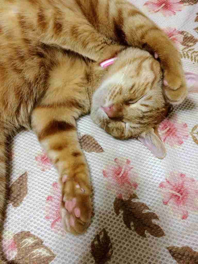 【身バレしない程度に】お宅の愛猫ちゃんを見せてください！part11 