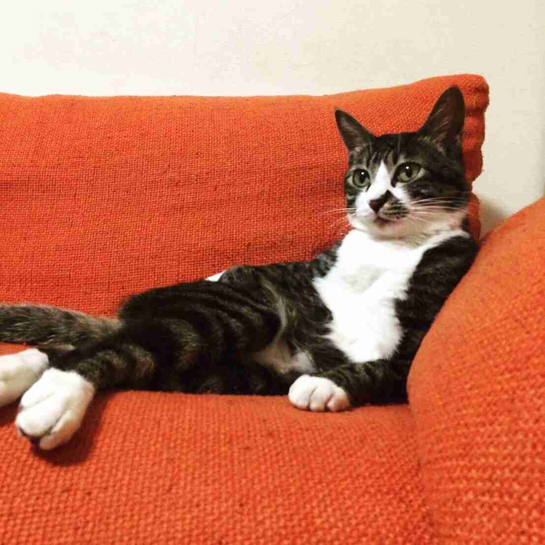 【身バレしない程度に】お宅の愛猫ちゃんを見せてください！part11 