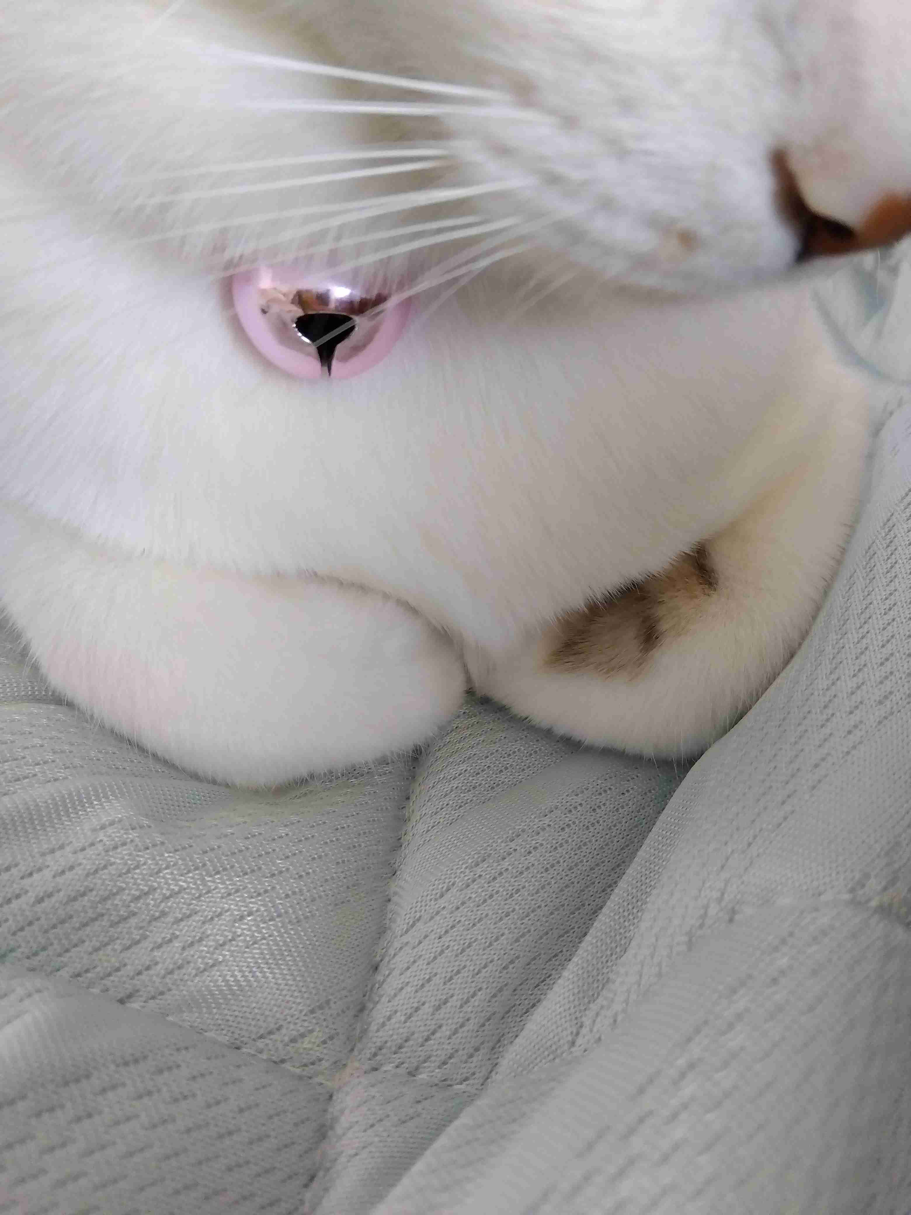 【身バレしない程度に】お宅の愛猫ちゃんを見せてください！part11 