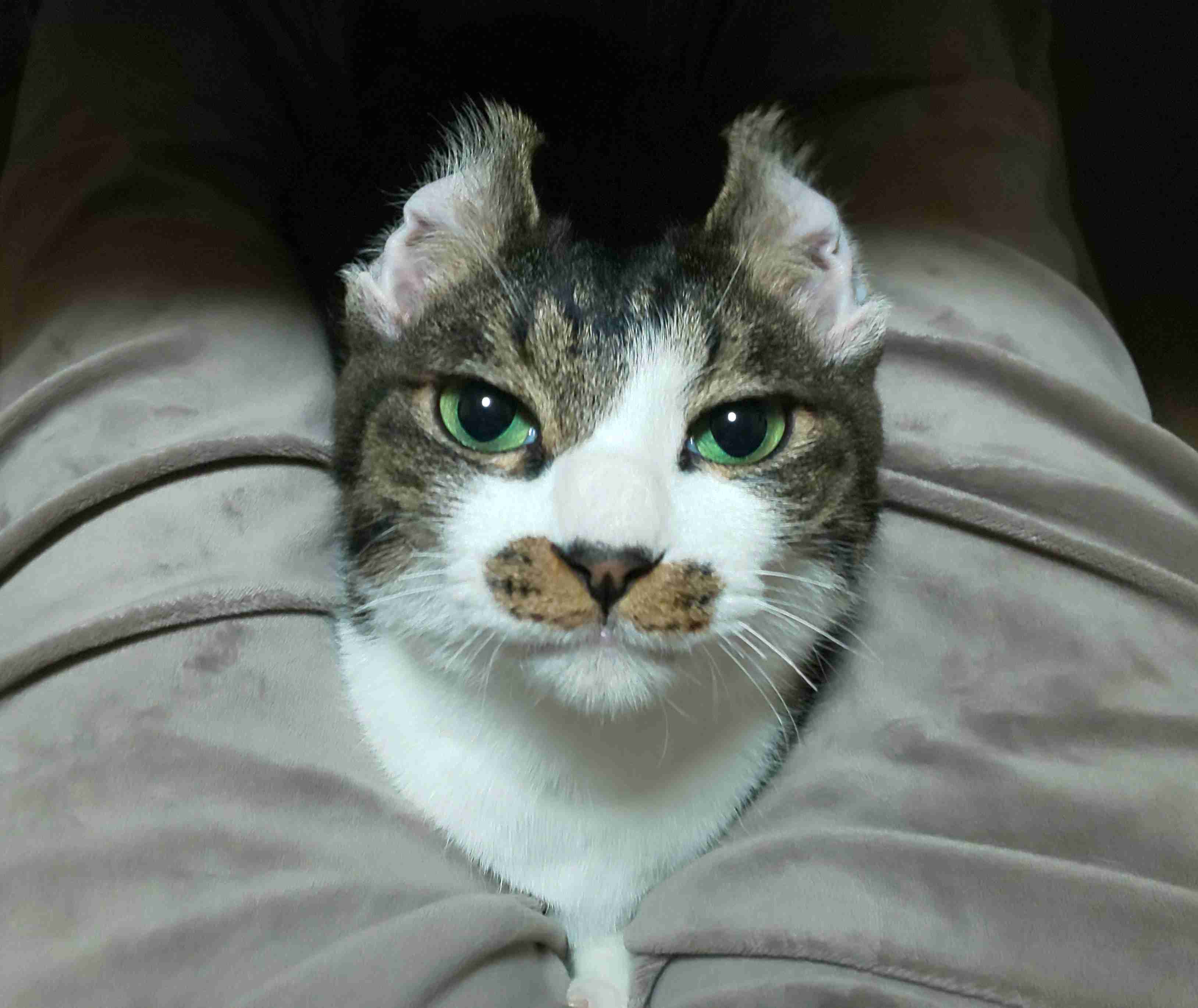 【身バレしない程度に】お宅の愛猫ちゃんを見せてください！part11 