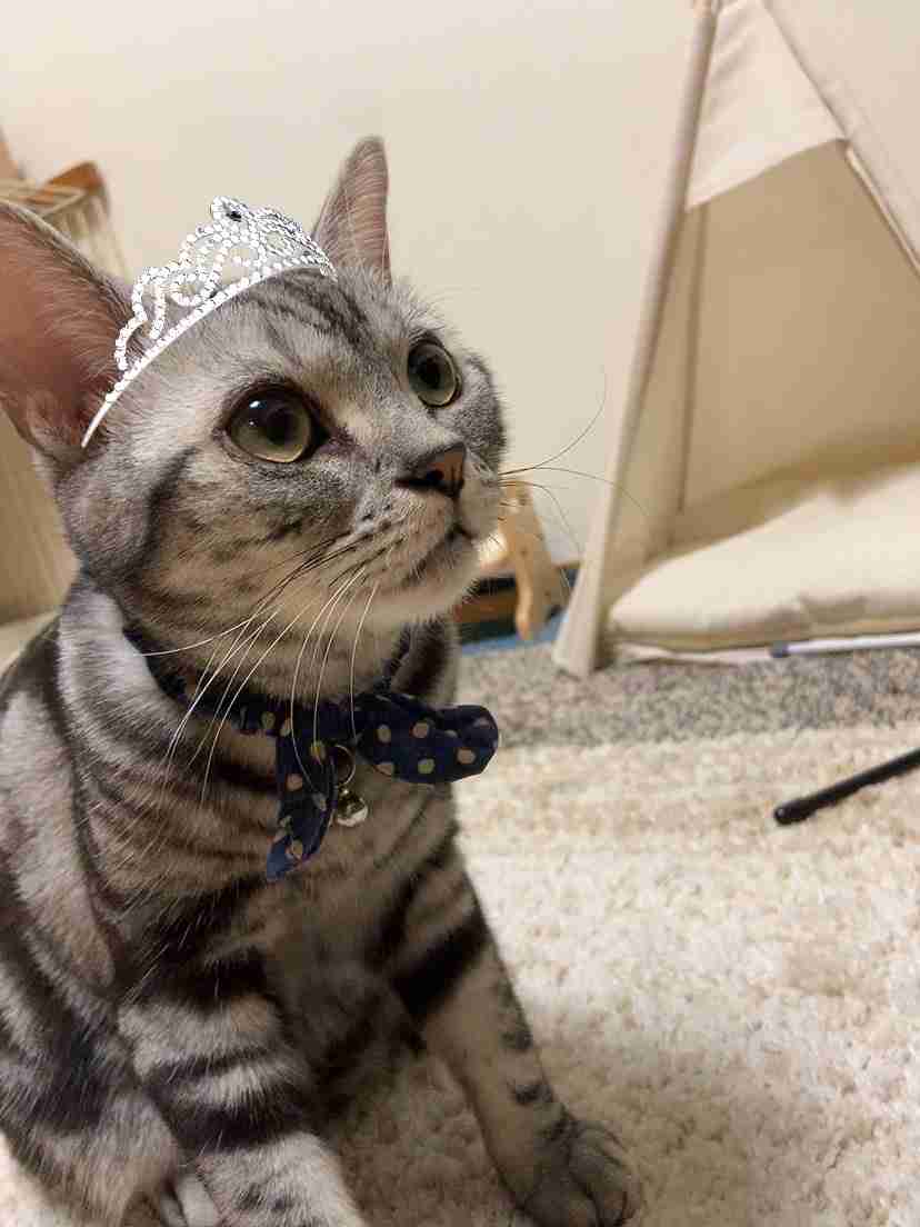 【身バレしない程度に】お宅の愛猫ちゃんを見せてください！part11 