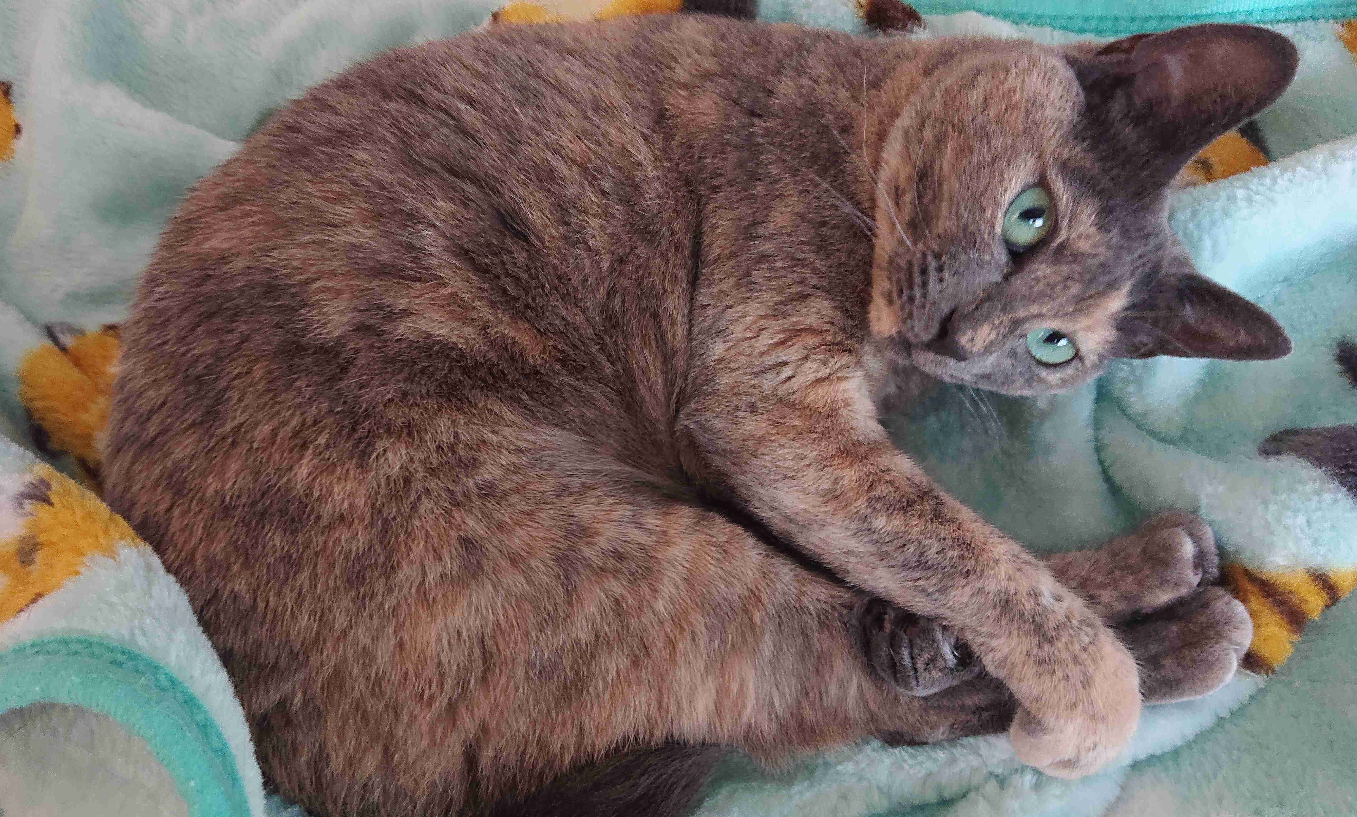 【身バレしない程度に】お宅の愛猫ちゃんを見せてください！part11 