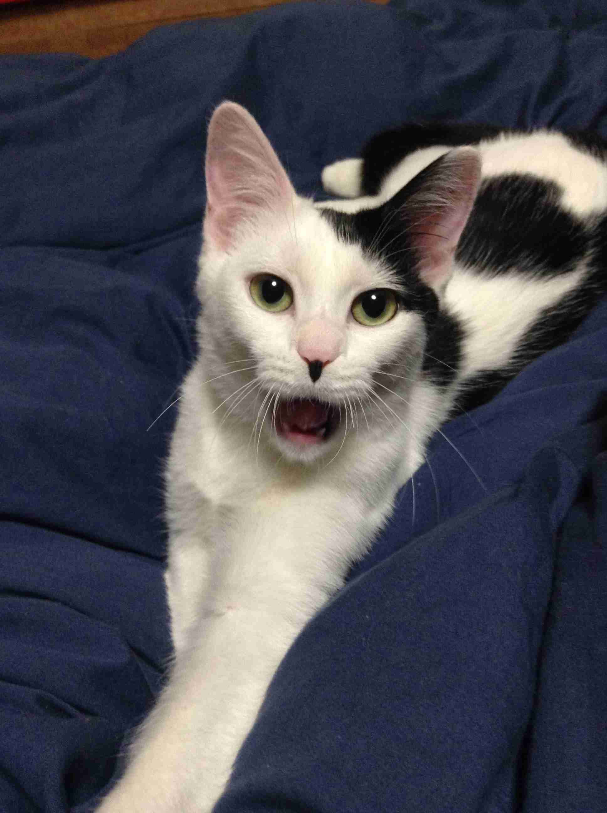 【身バレしない程度に】お宅の愛猫ちゃんを見せてください！part11 