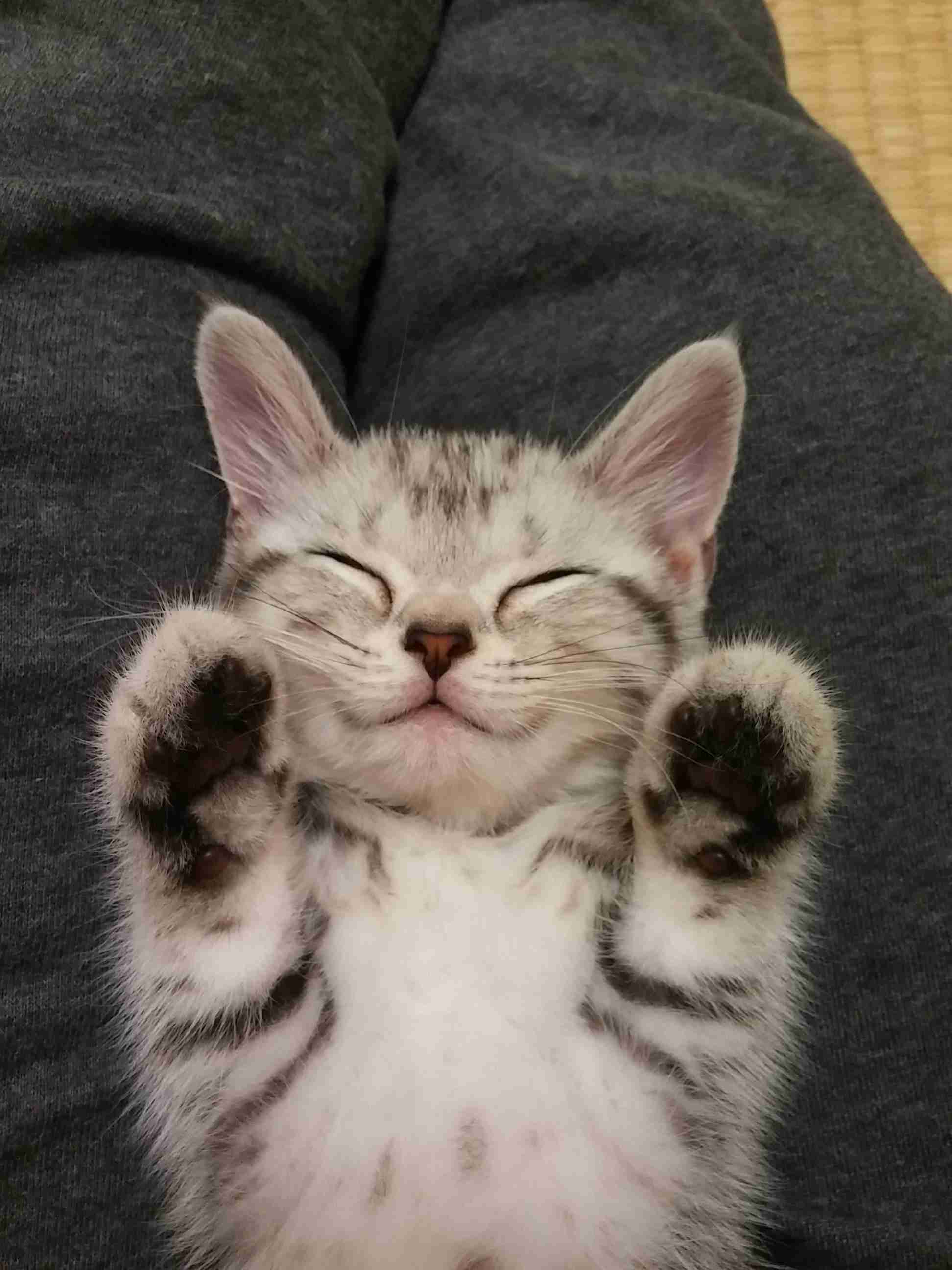 【身バレしない程度に】お宅の愛猫ちゃんを見せてください！part11 