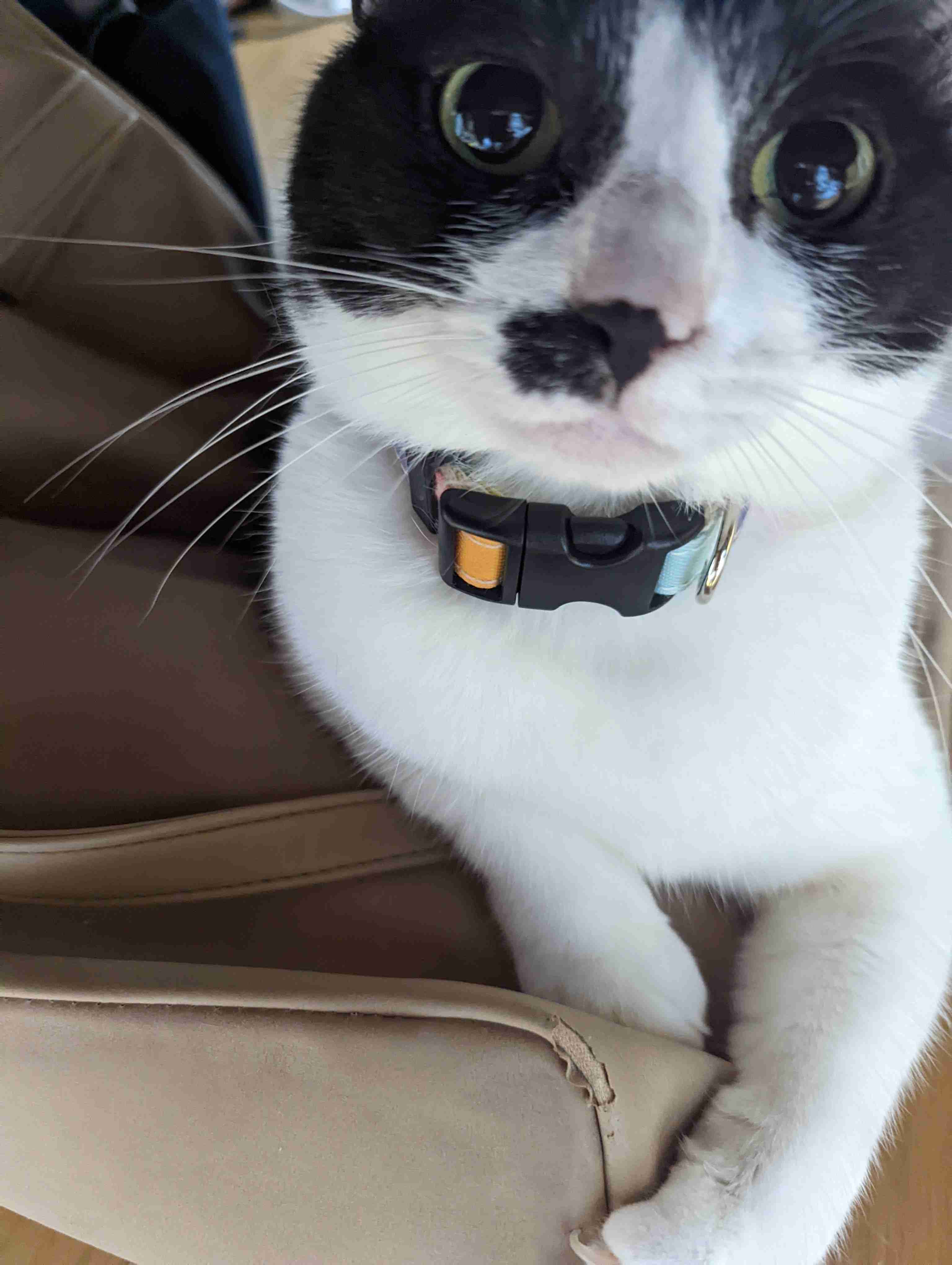 【身バレしない程度に】お宅の愛猫ちゃんを見せてください！part11 