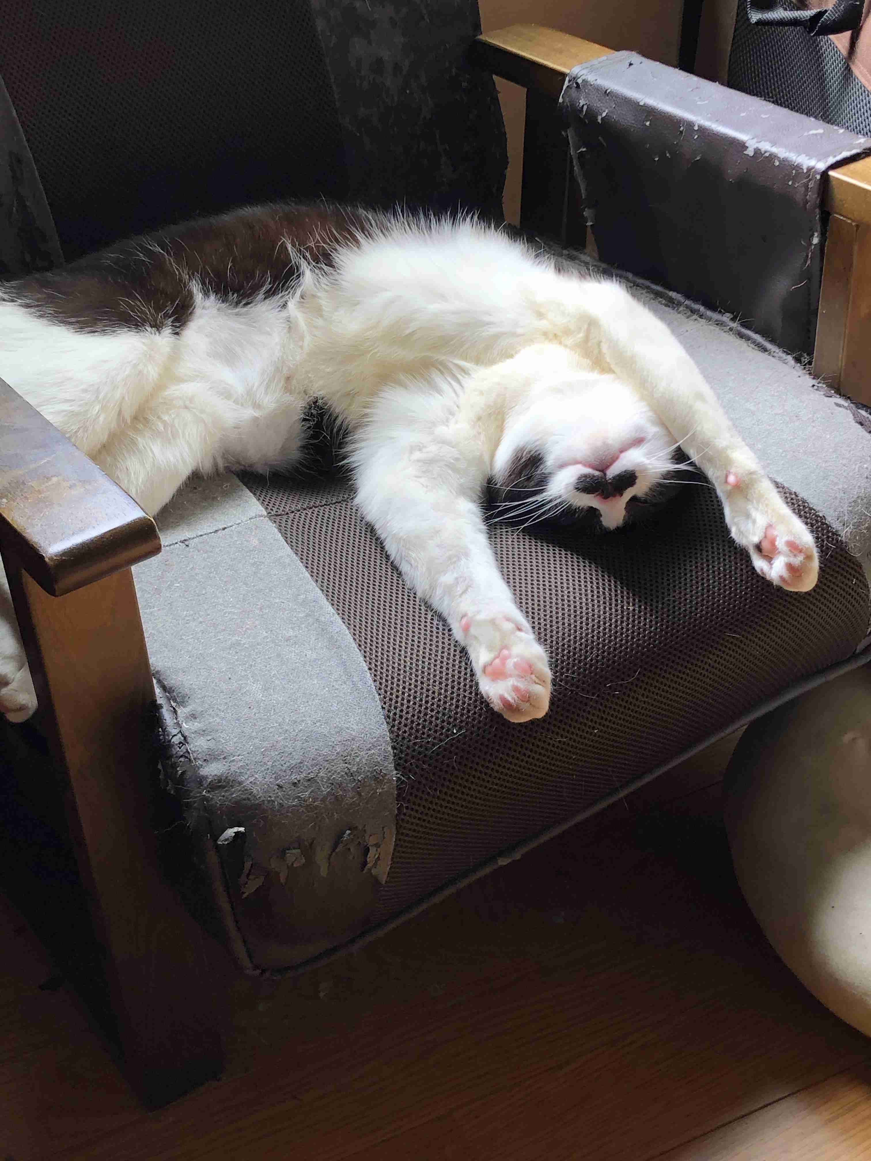 【身バレしない程度に】お宅の愛猫ちゃんを見せてください！part11 