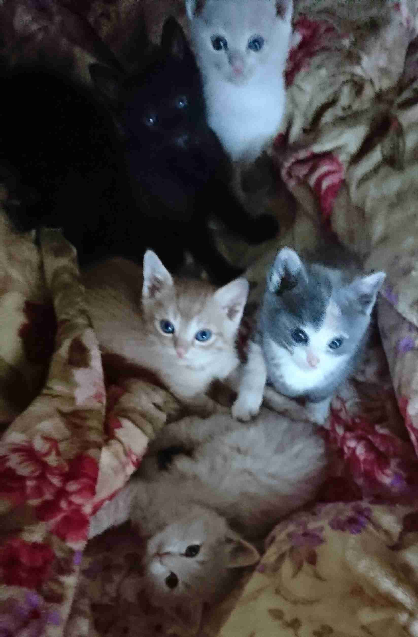 【身バレしない程度に】お宅の愛猫ちゃんを見せてください！part11 