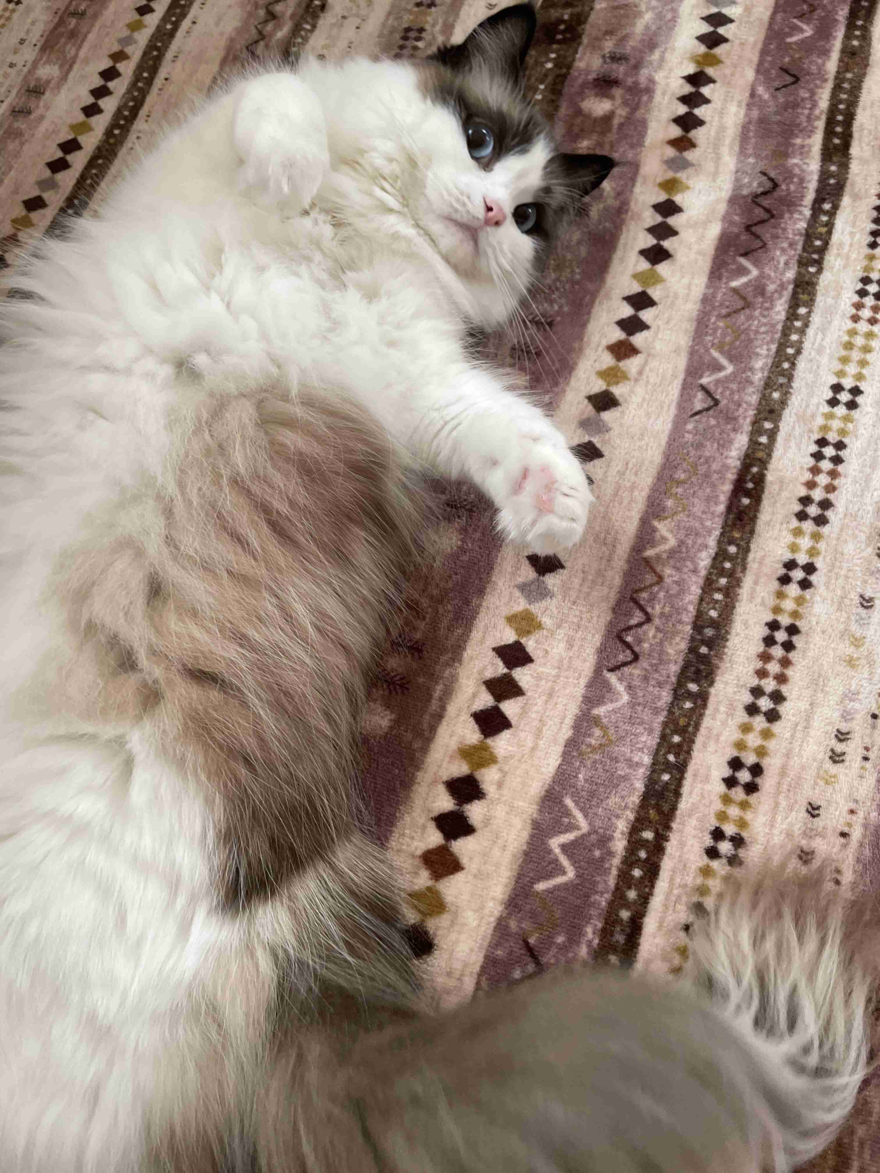 【身バレしない程度に】お宅の愛猫ちゃんを見せてください！part11 