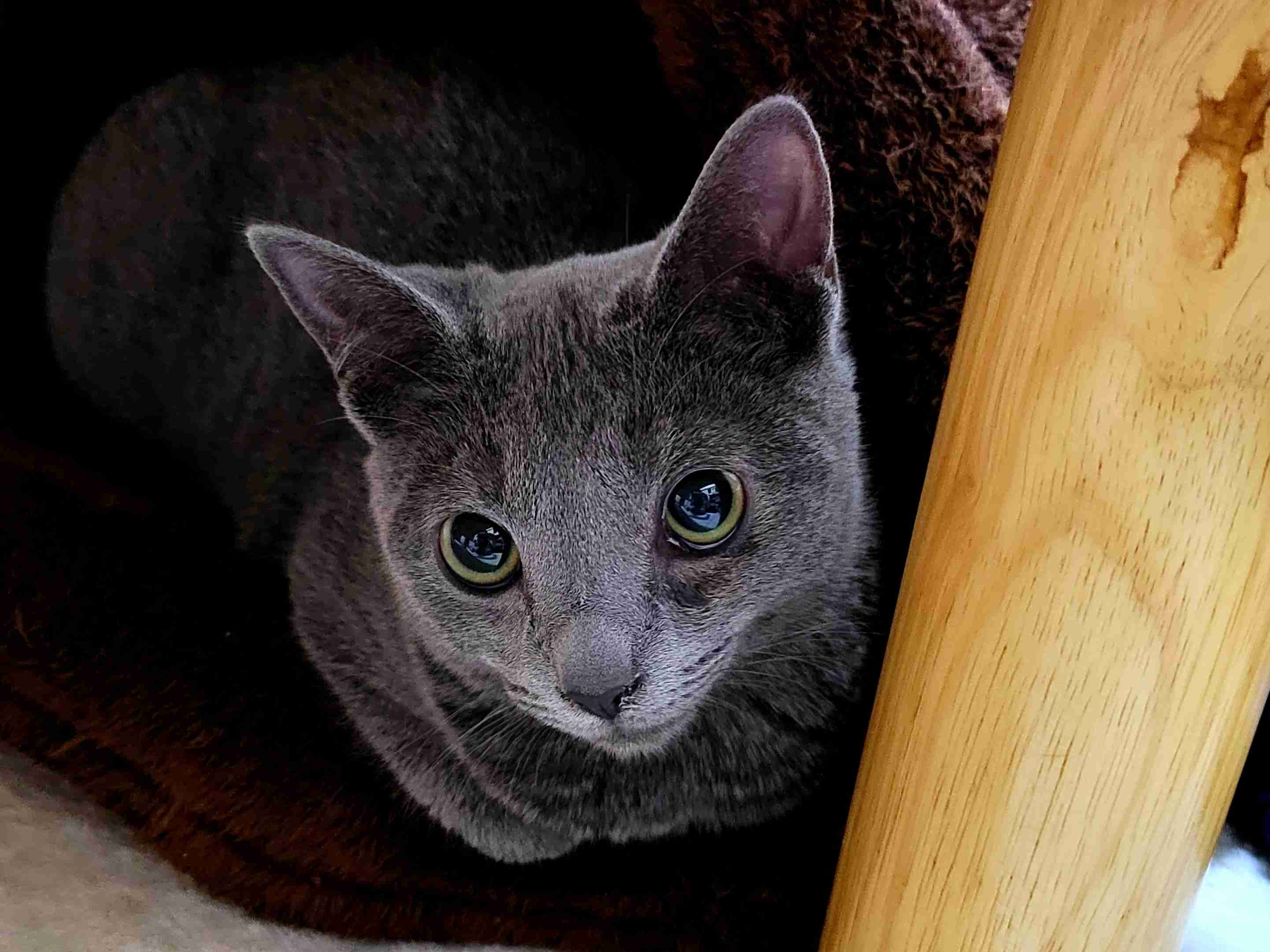 【身バレしない程度に】お宅の愛猫ちゃんを見せてください！part11 