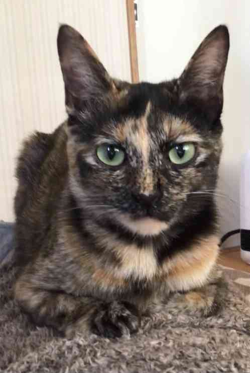 【身バレしない程度に】お宅の愛猫ちゃんを見せてください！part11 